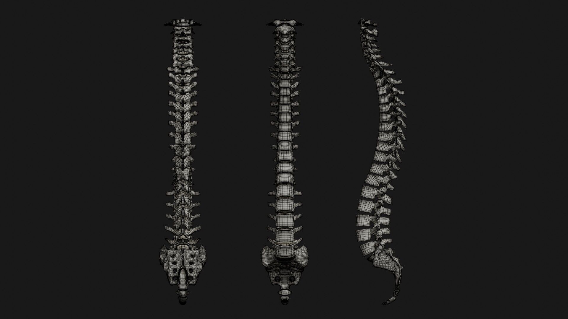 Skeleton Anatomy Base Mesh Male 3D model_33