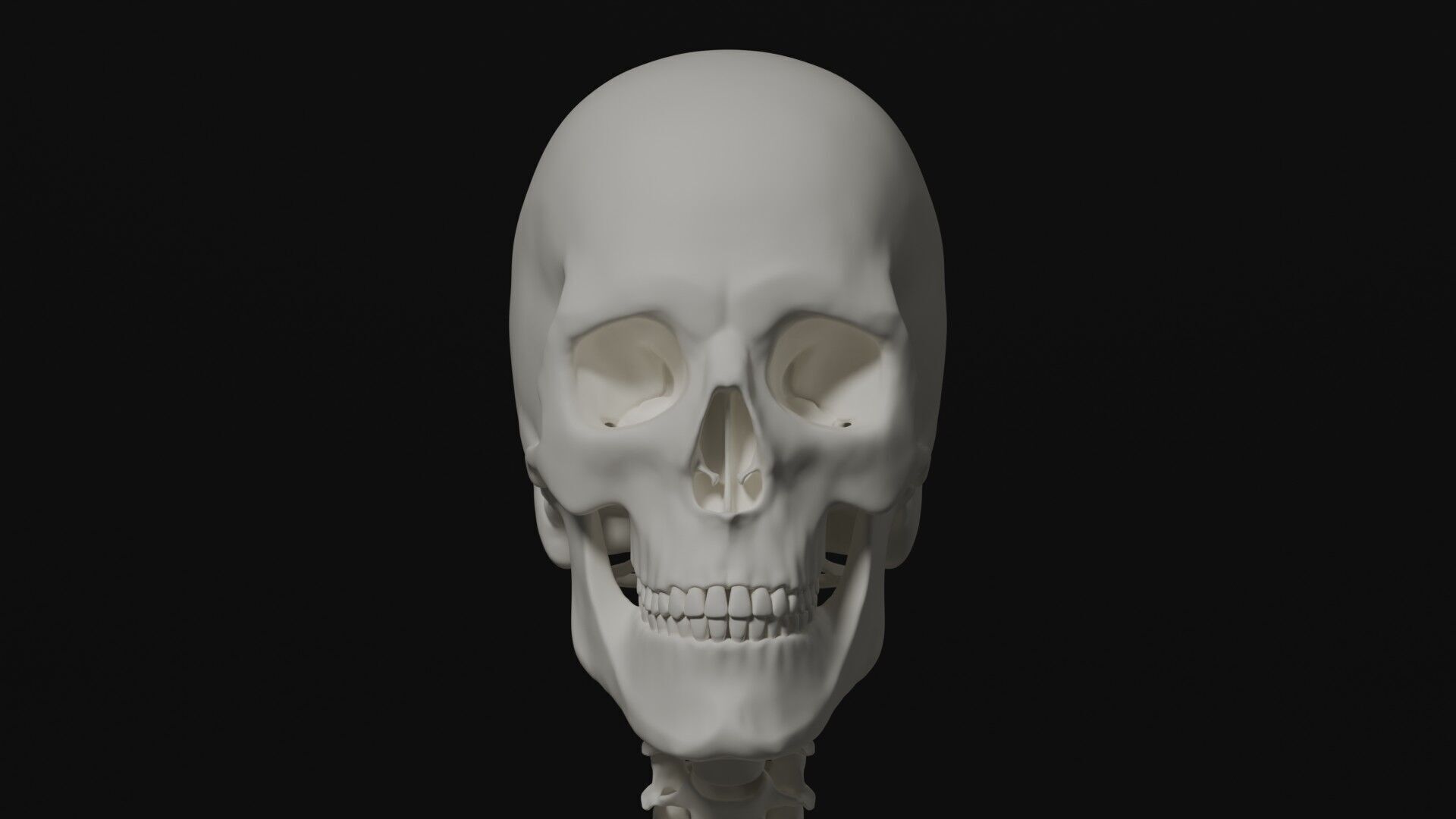 Skeleton Anatomy Base Mesh Male 3D model_16