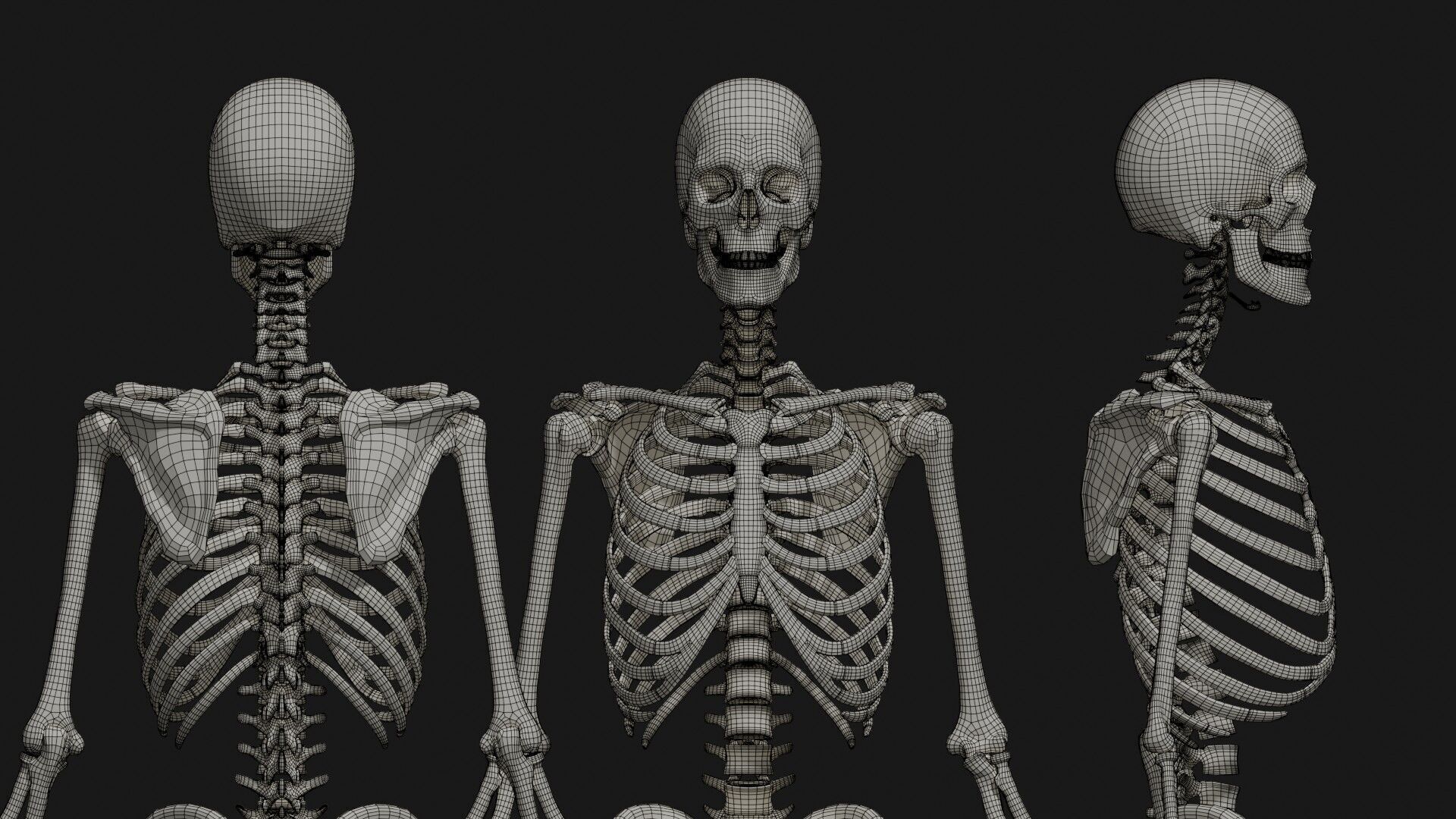 Skeleton Anatomy Base Mesh Male 3D model_26