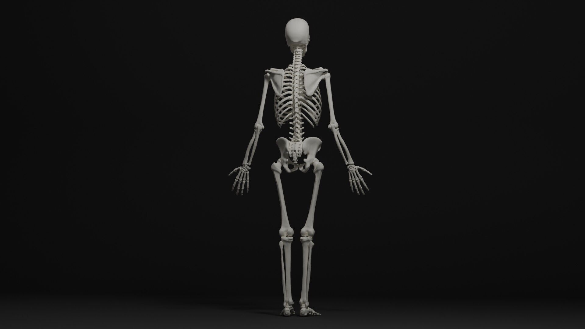 Skeleton Anatomy Base Mesh Male 3D model_3