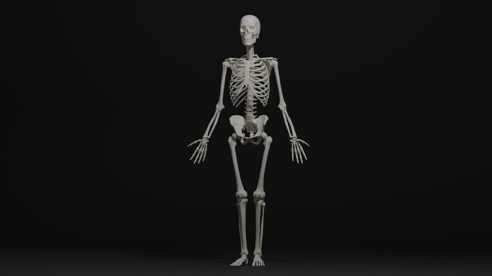 Skeleton Anatomy Base Mesh Male 3D model_2