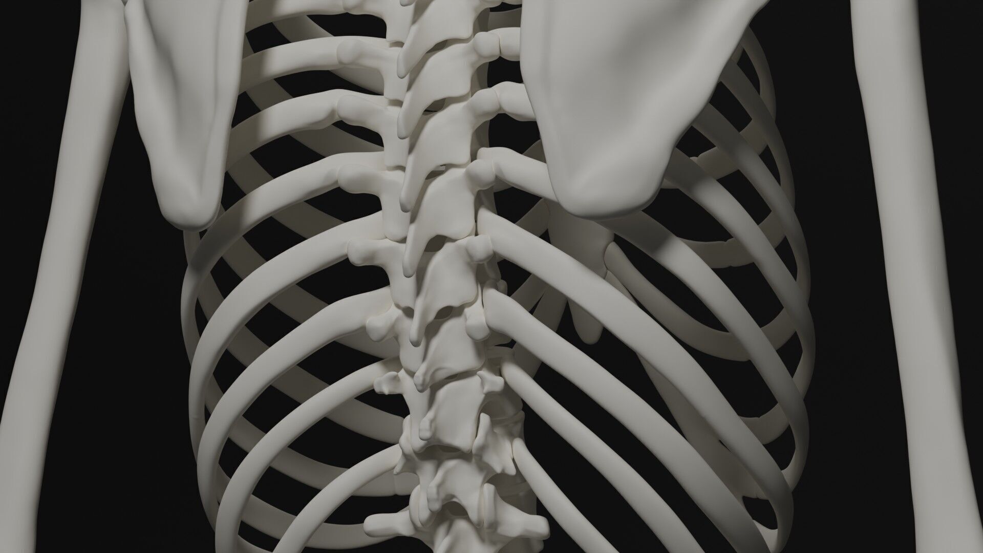 Skeleton Anatomy Base Mesh Male 3D model_13