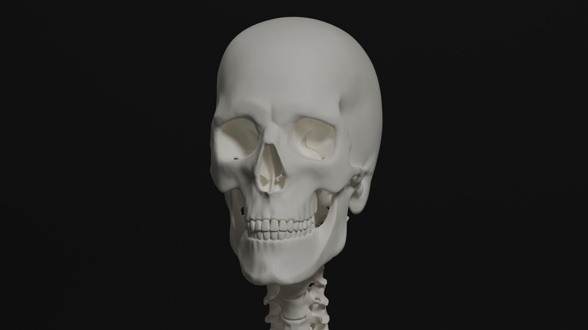 Skeleton Anatomy Base Mesh Male 3D model_1
