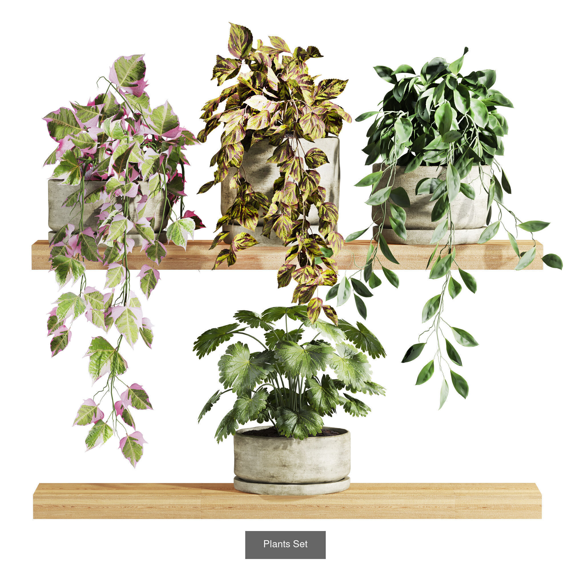 plants set on shelf 3D Model Collection_5