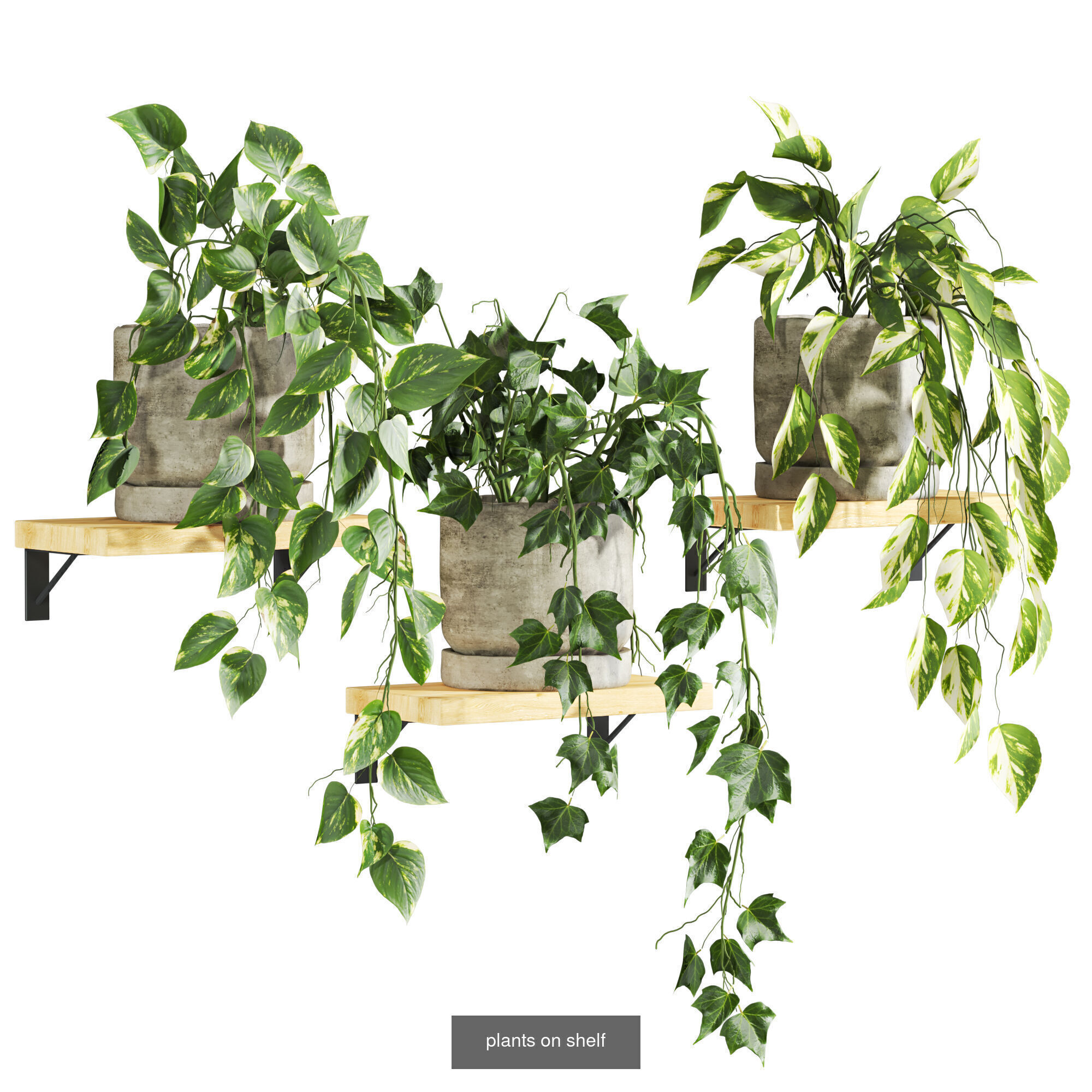 plants set on shelf 3D Model Collection_7