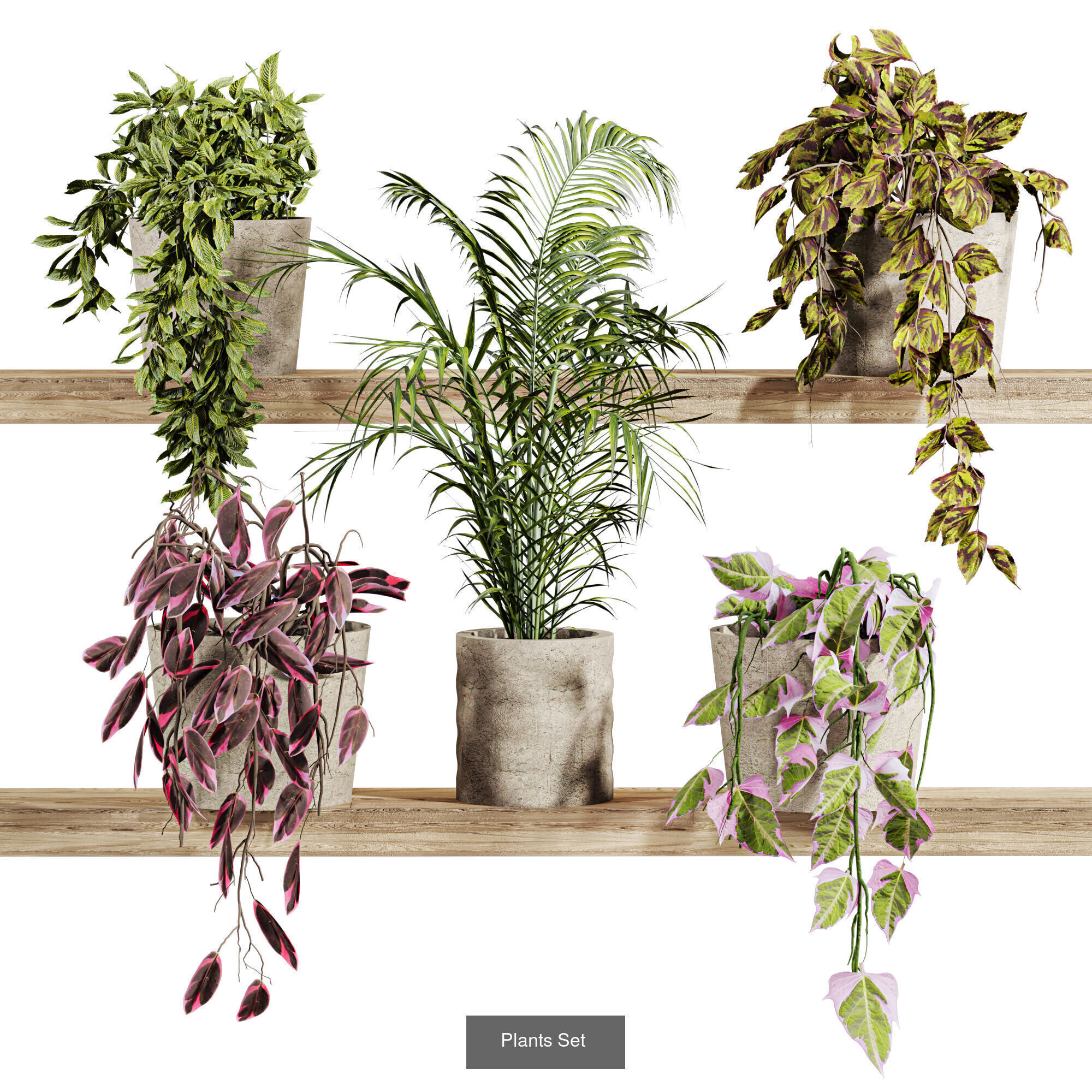 plants set on shelf 3D Model Collection_8
