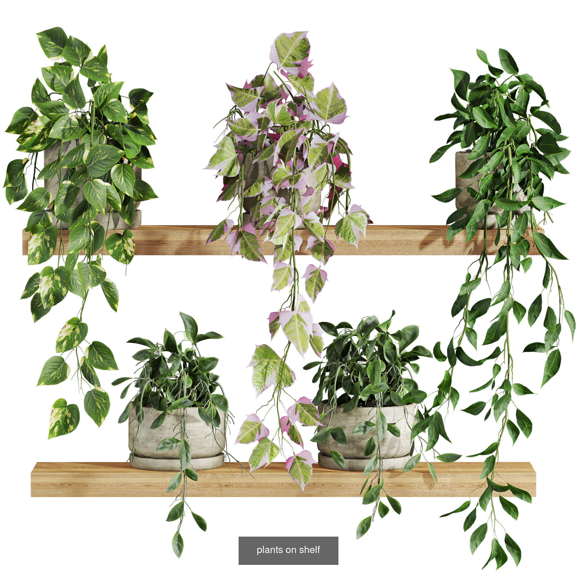 plants set on shelf 3D Model Collection_6
