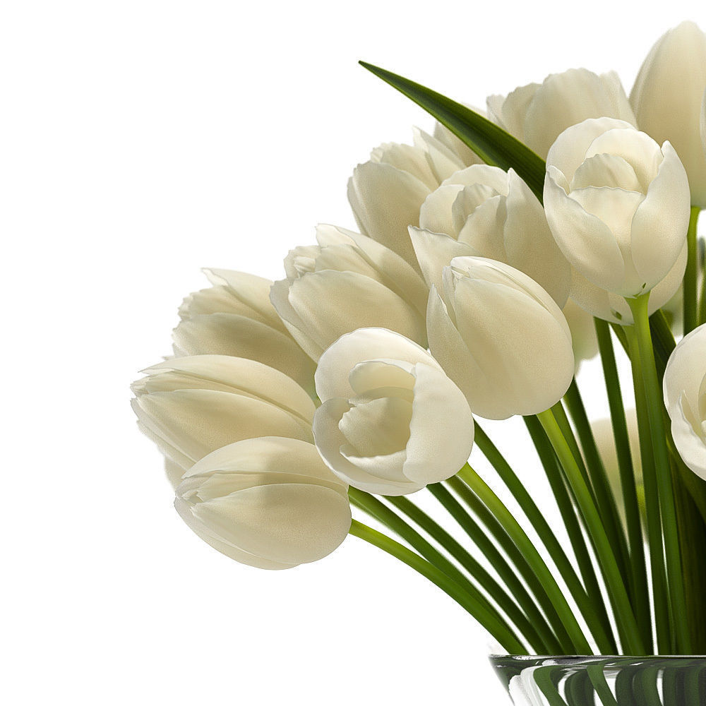 White Tulips 3D model_3