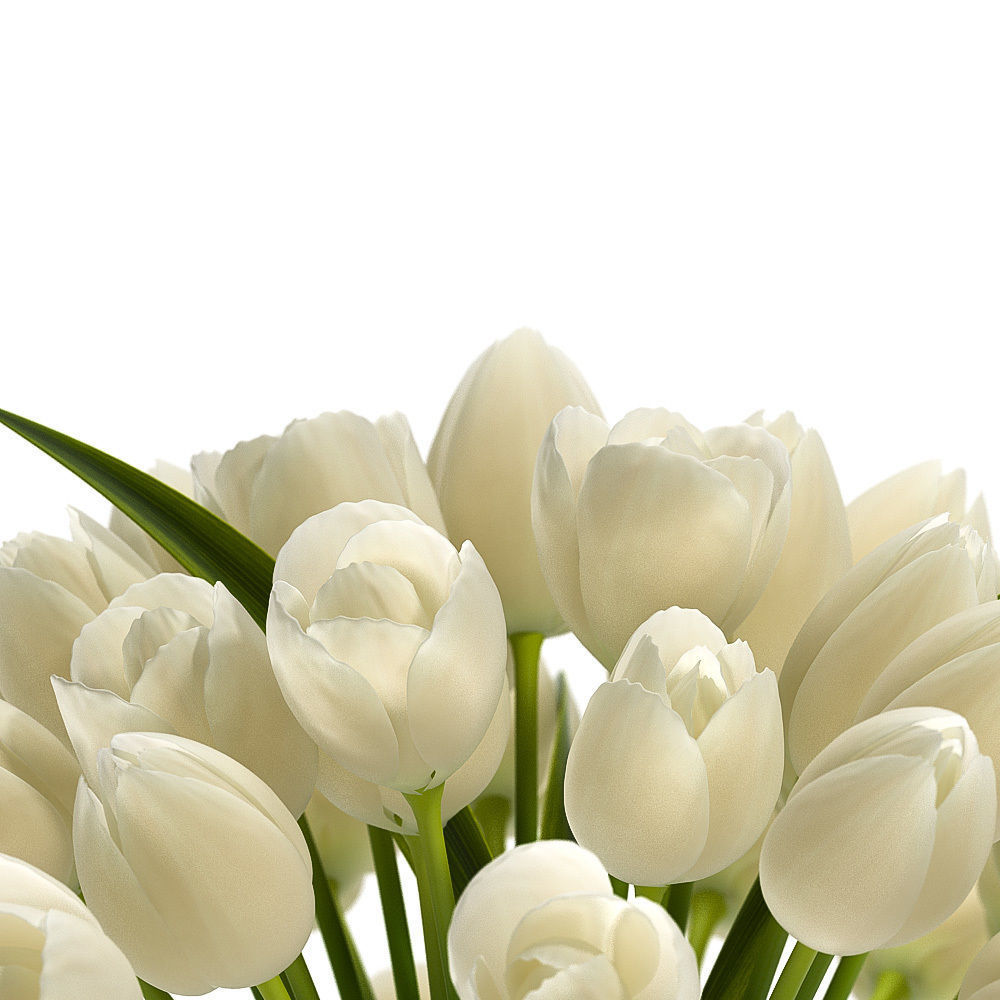 White Tulips 3D model_1