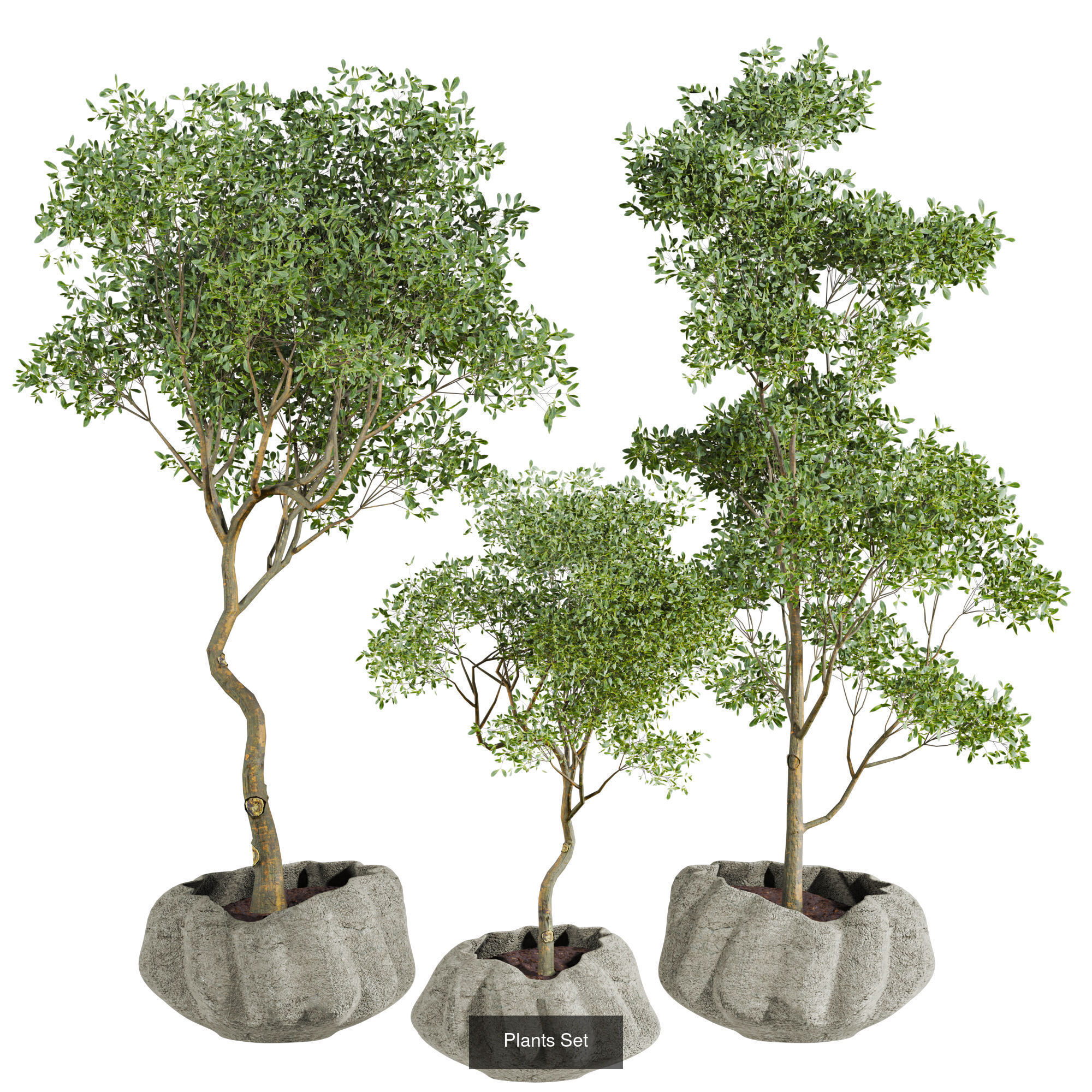 Plants Set 3D Model Collection_6