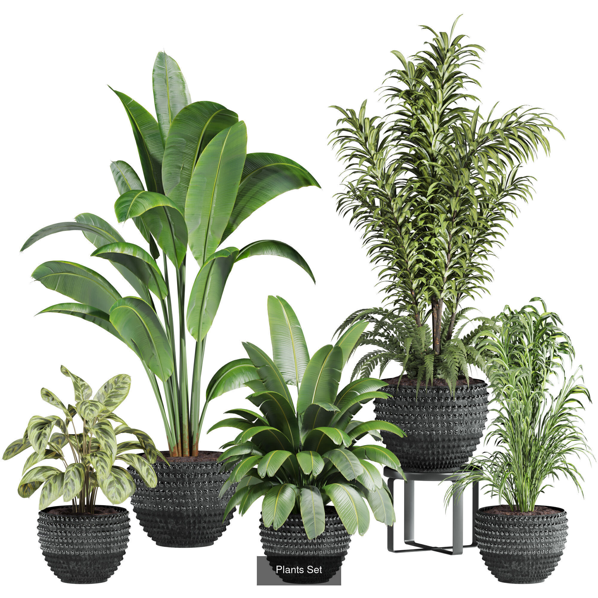 Plants Set 3D Model Collection_13