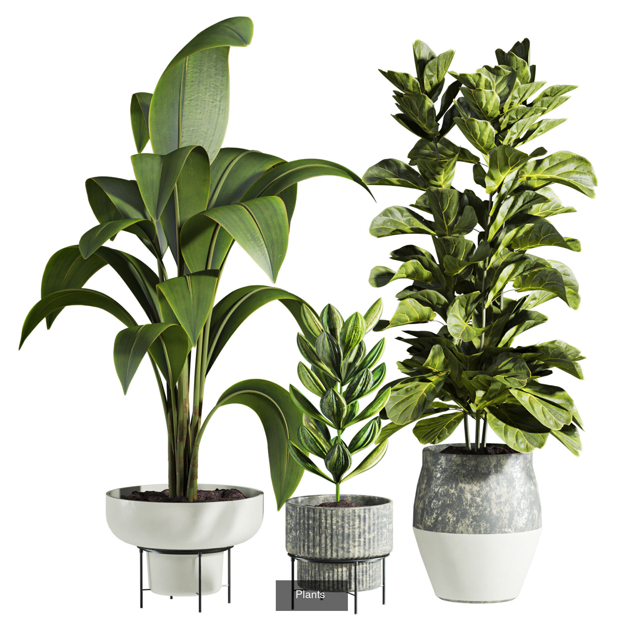 Plants Set 3D Model Collection_15