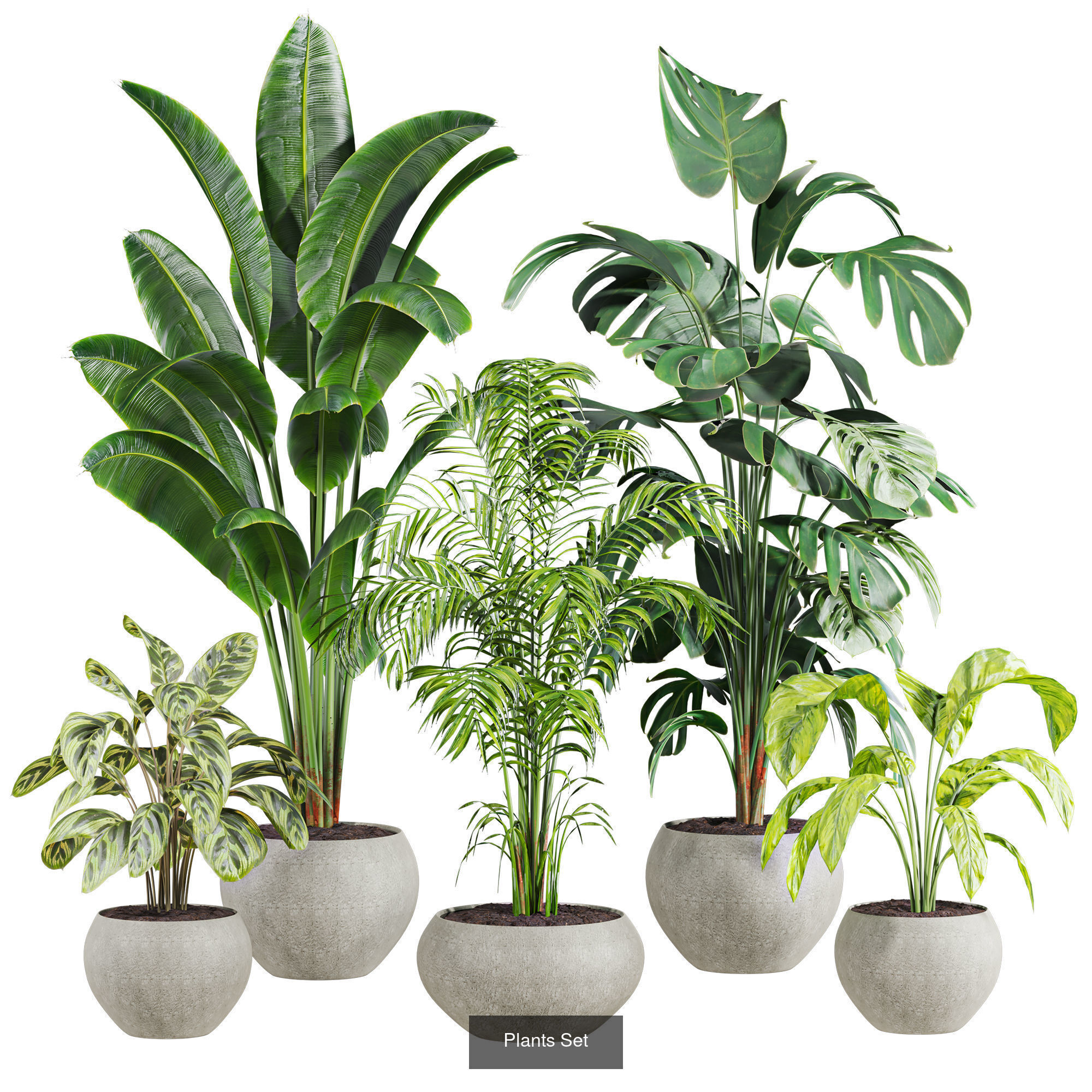Plants Set 3D Model Collection_5