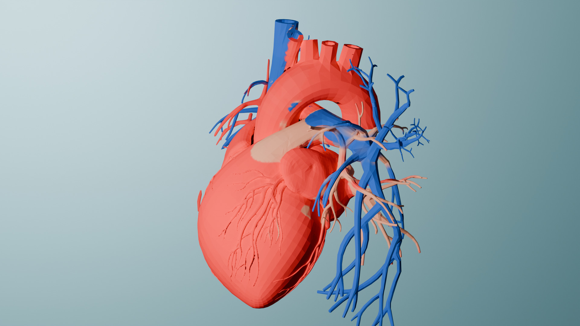 Realistic Human Heart 3D printable 3D print model_2