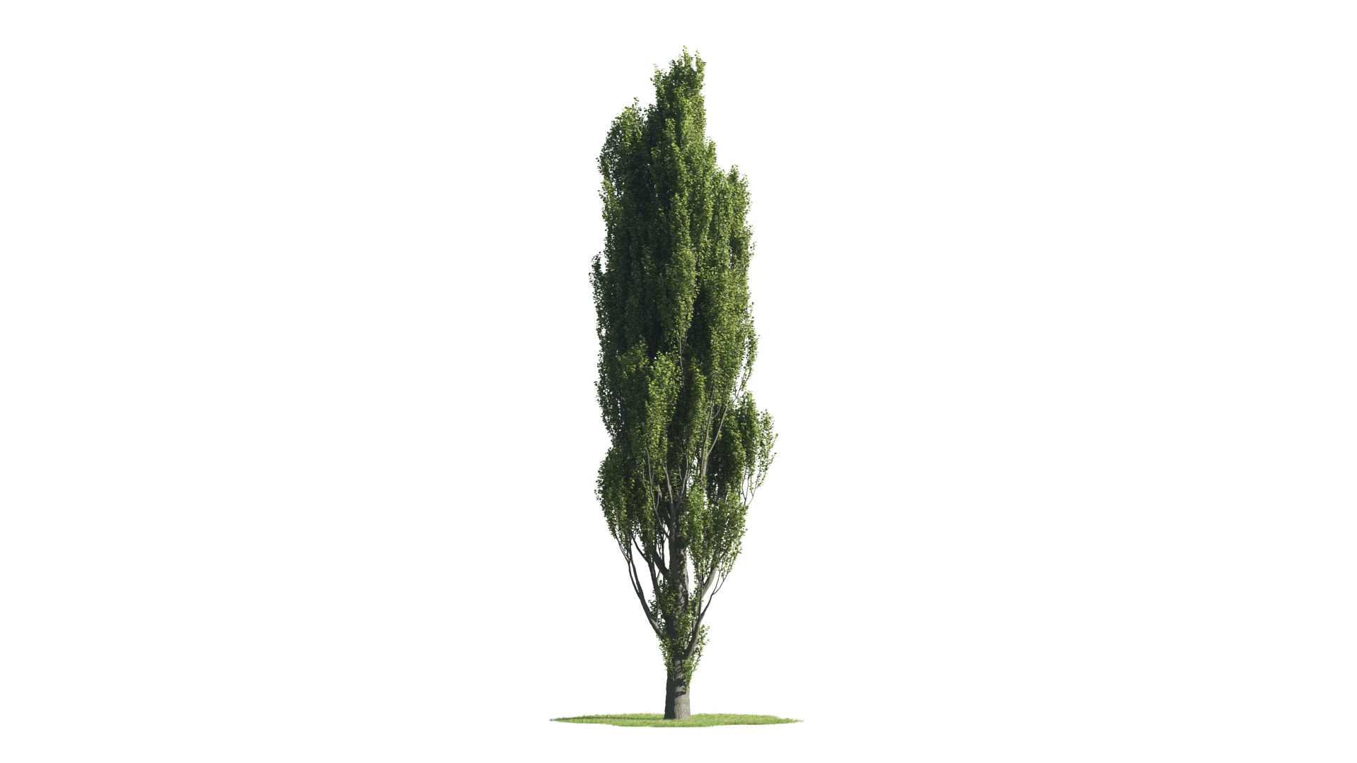 Tree Set 3D Model Complete Collection Low-poly 3D model_11