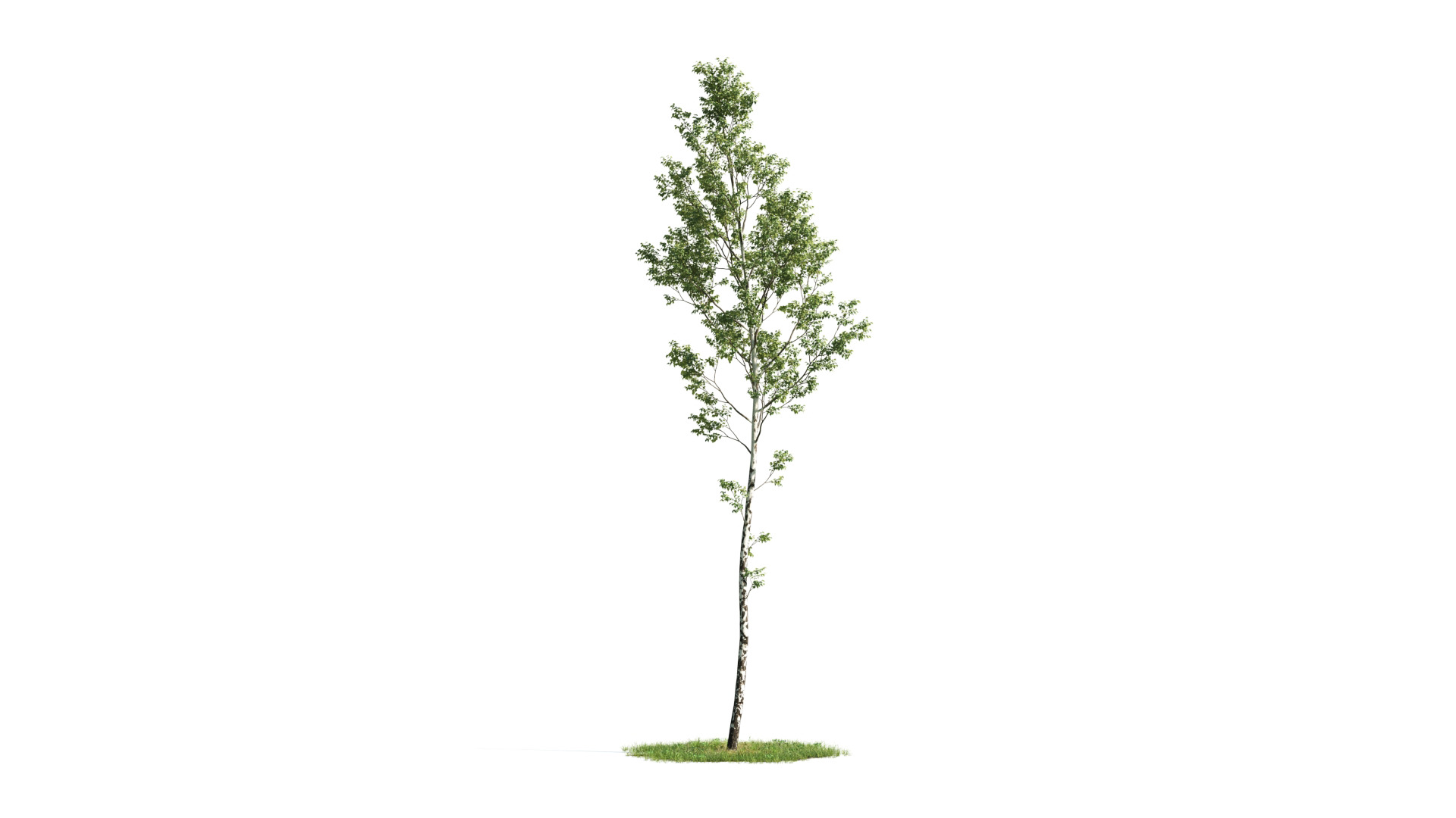 Tree Set 3D Model Complete Collection Low-poly 3D model_33