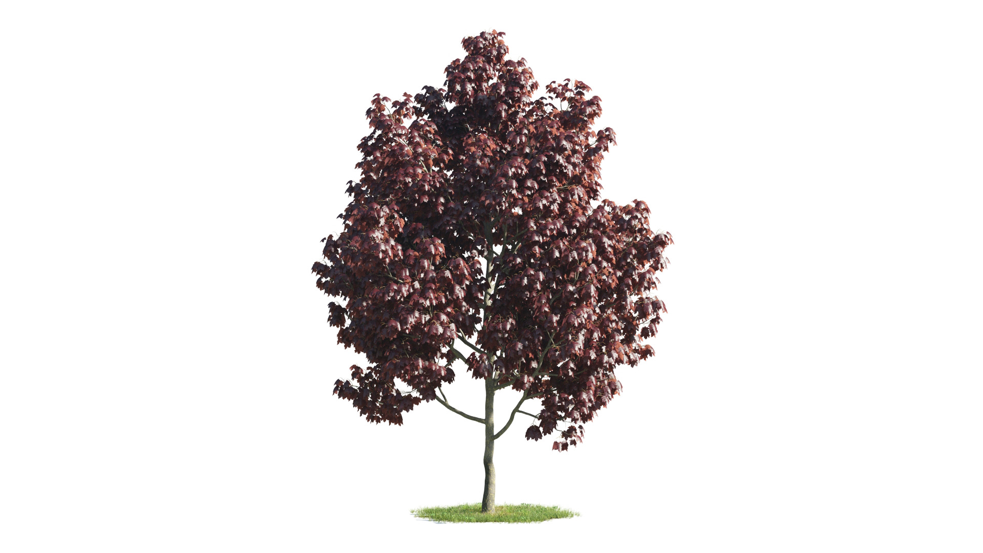 Tree Set 3D Model Complete Collection Low-poly 3D model_15