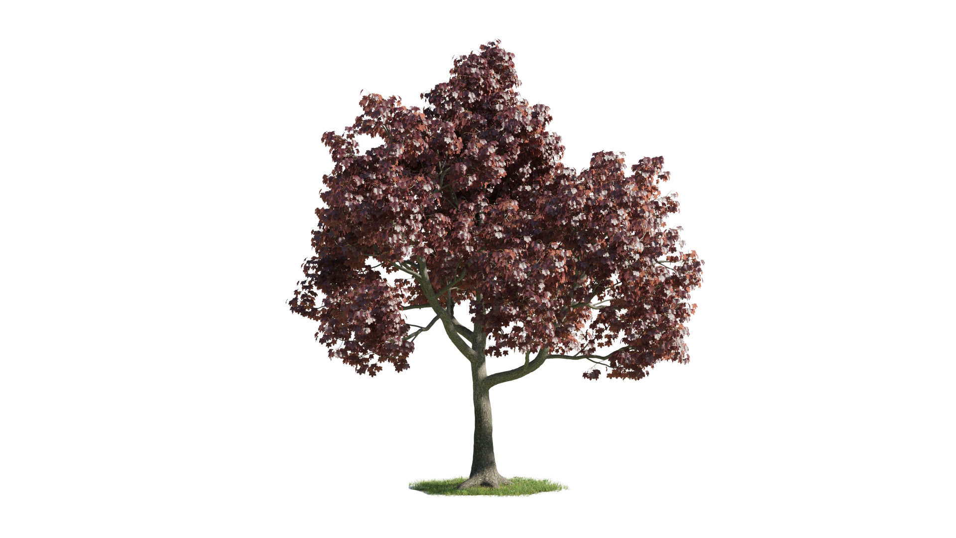 Tree Set 3D Model Complete Collection Low-poly 3D model_14