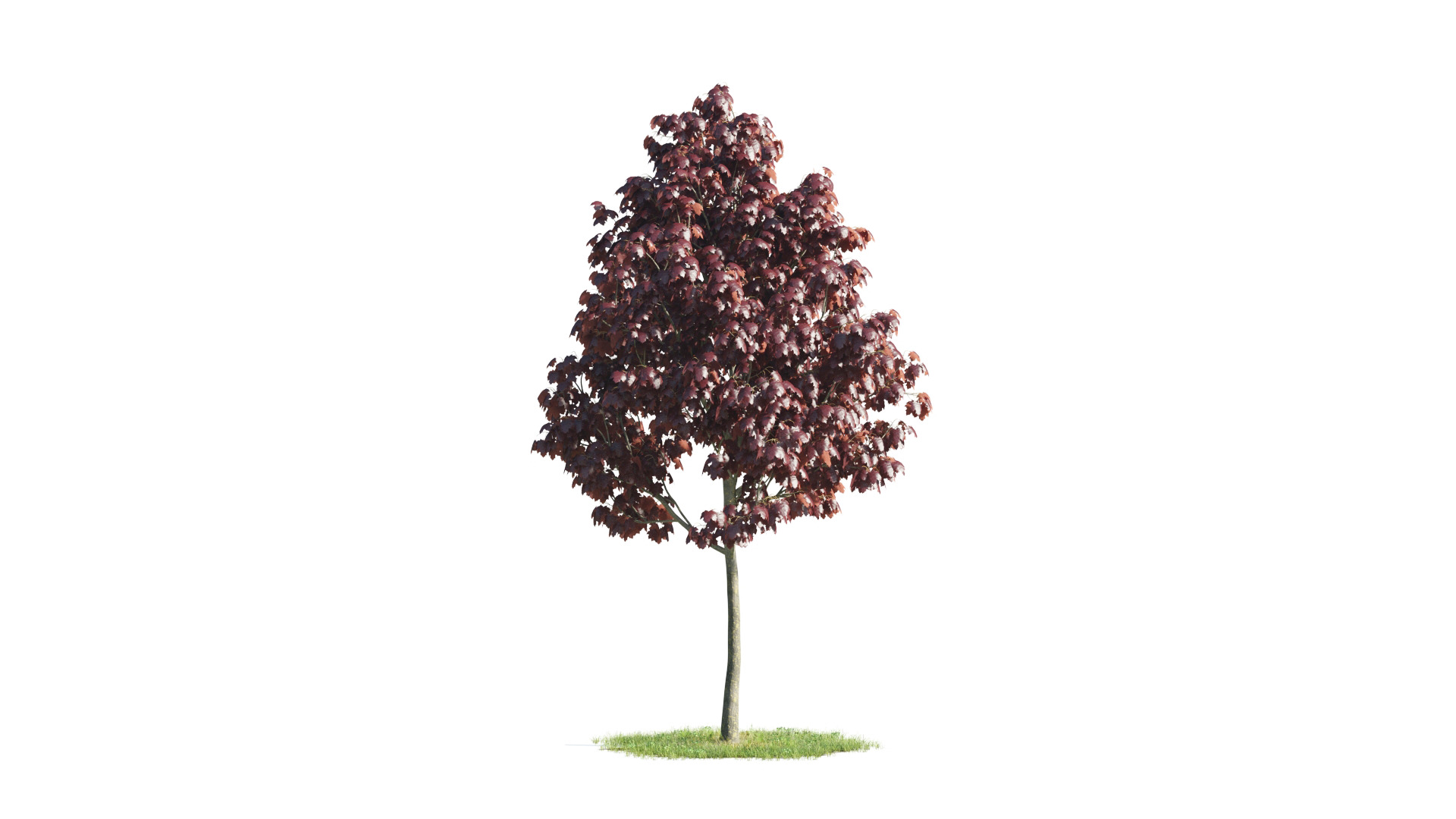 Tree Set 3D Model Complete Collection Low-poly 3D model_16