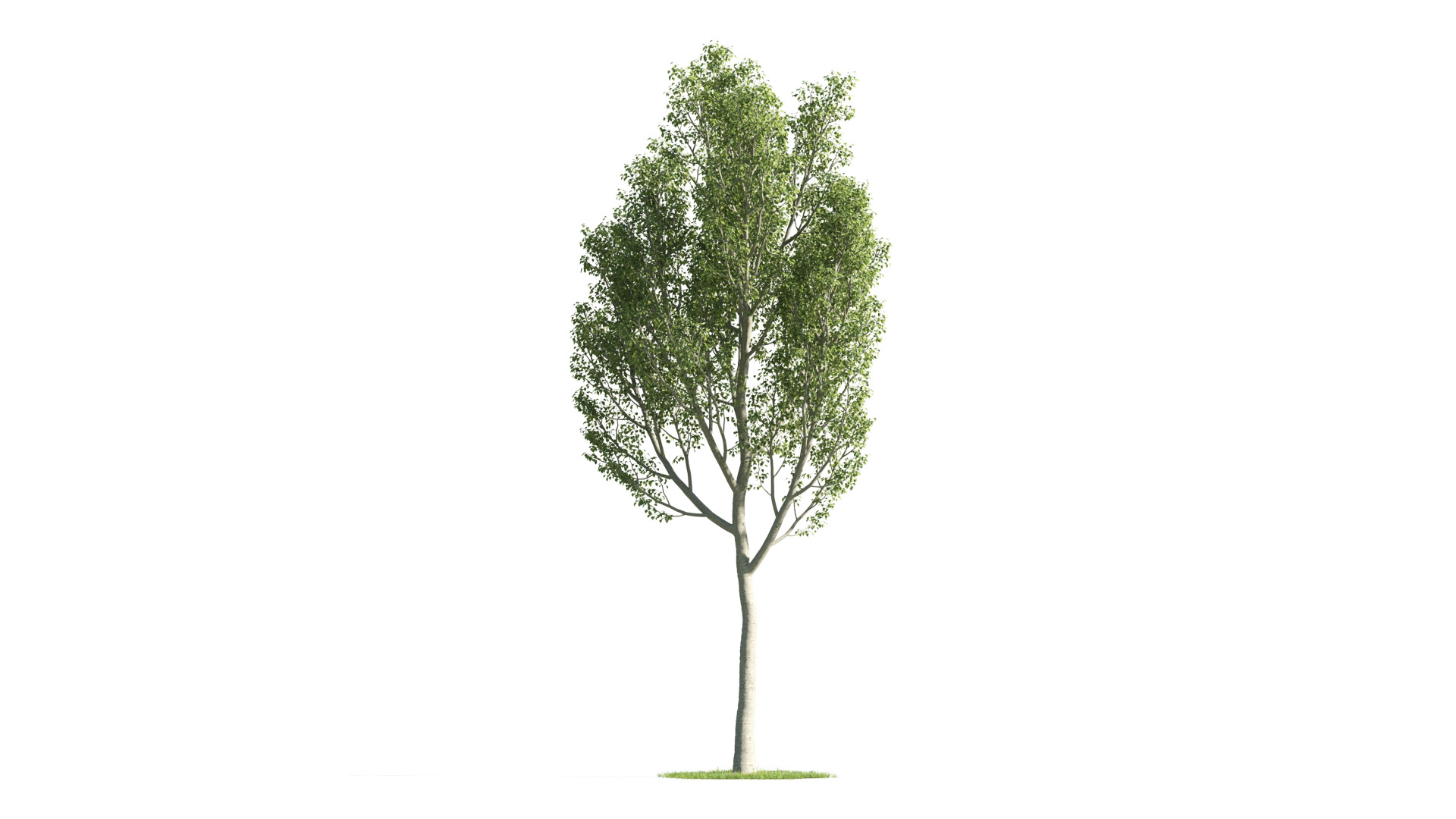 Tree Set 3D Model Complete Collection Low-poly 3D model_4