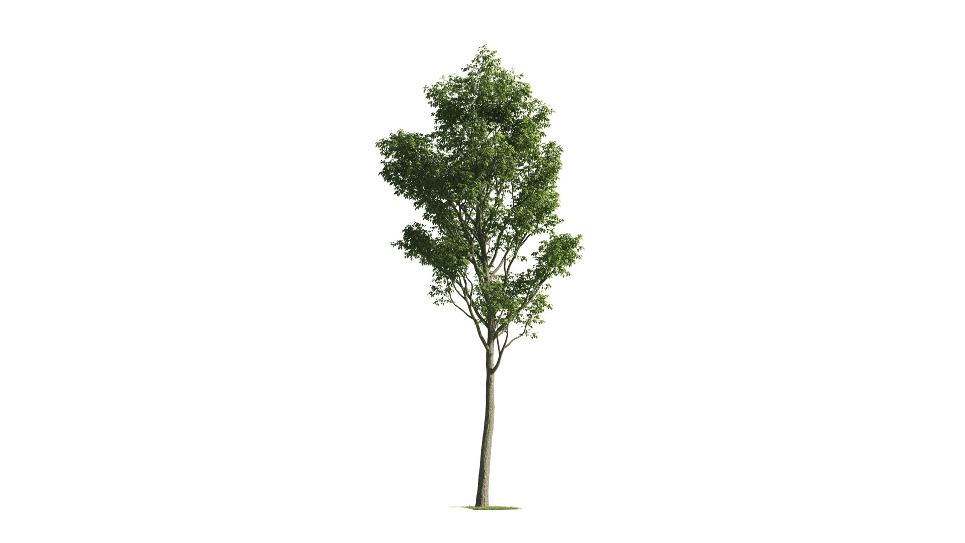 Tree Set 3D Model Complete Collection Low-poly 3D model_42