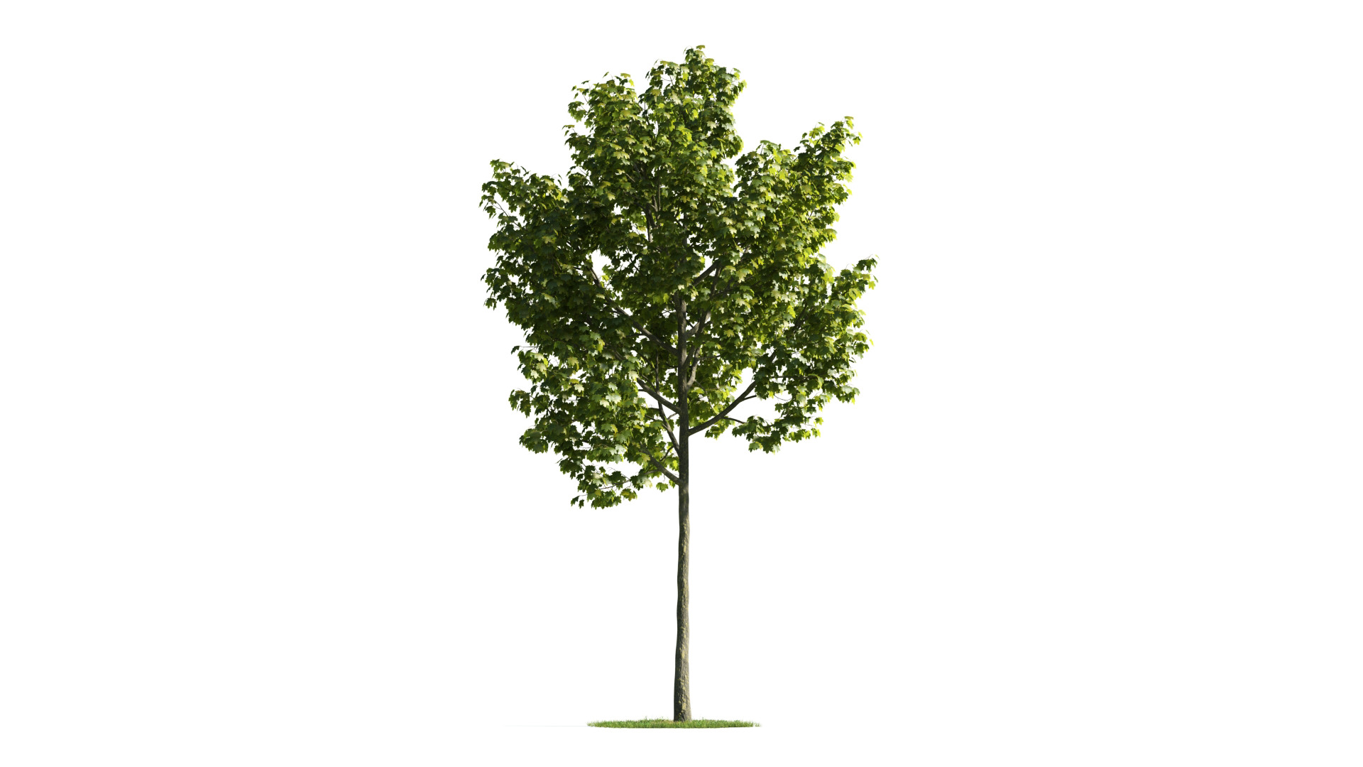 Tree Set 3D Model Complete Collection Low-poly 3D model_20