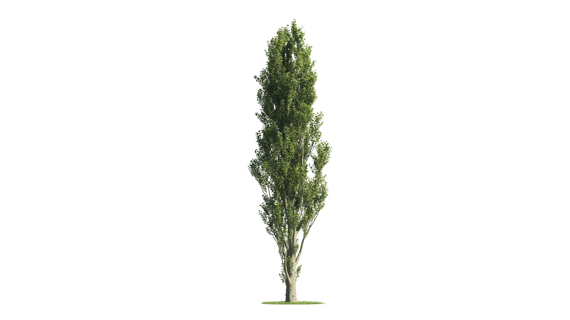 Tree Set 3D Model Complete Collection Low-poly 3D model_9