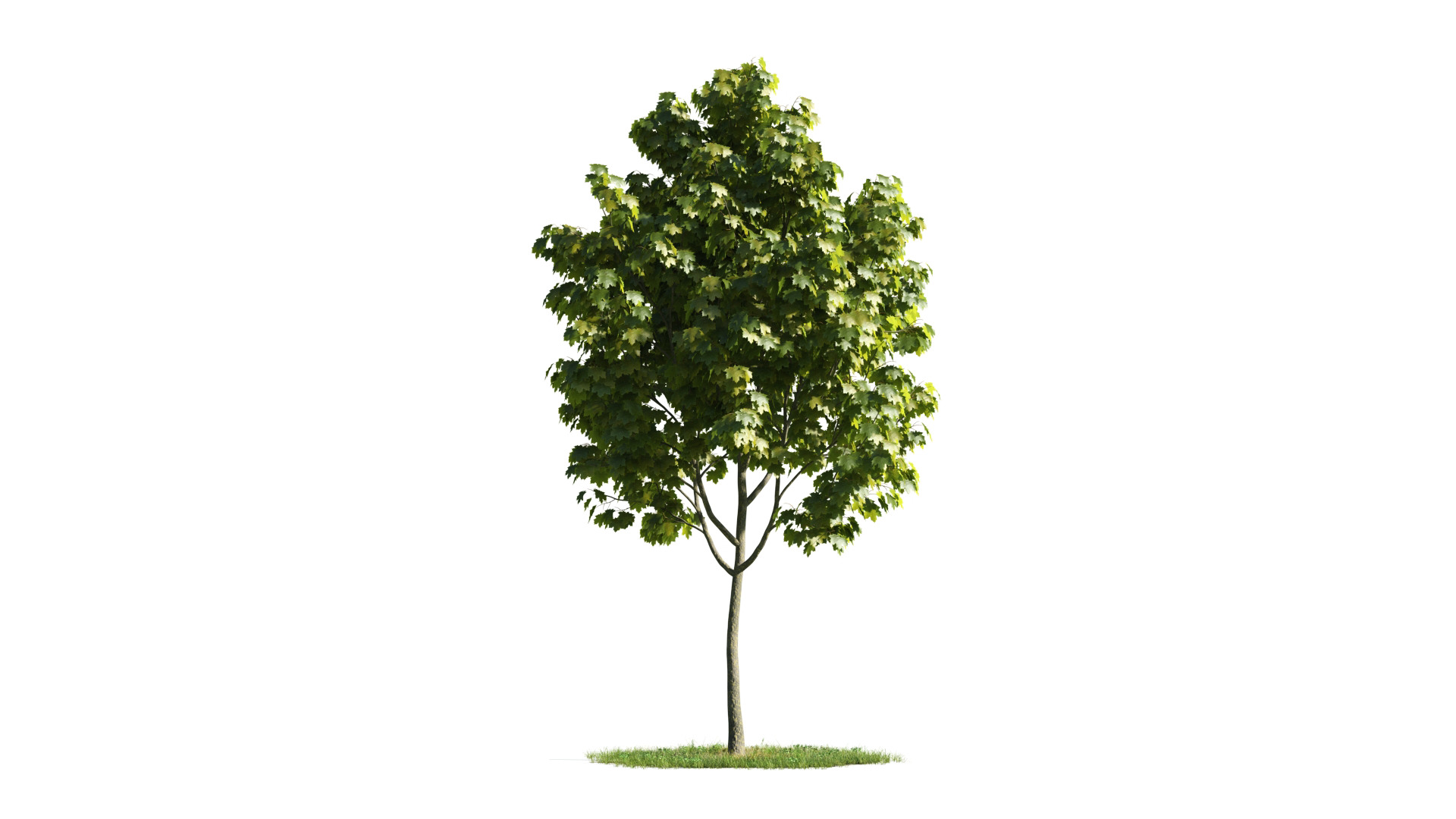 Tree Set 3D Model Complete Collection Low-poly 3D model_22