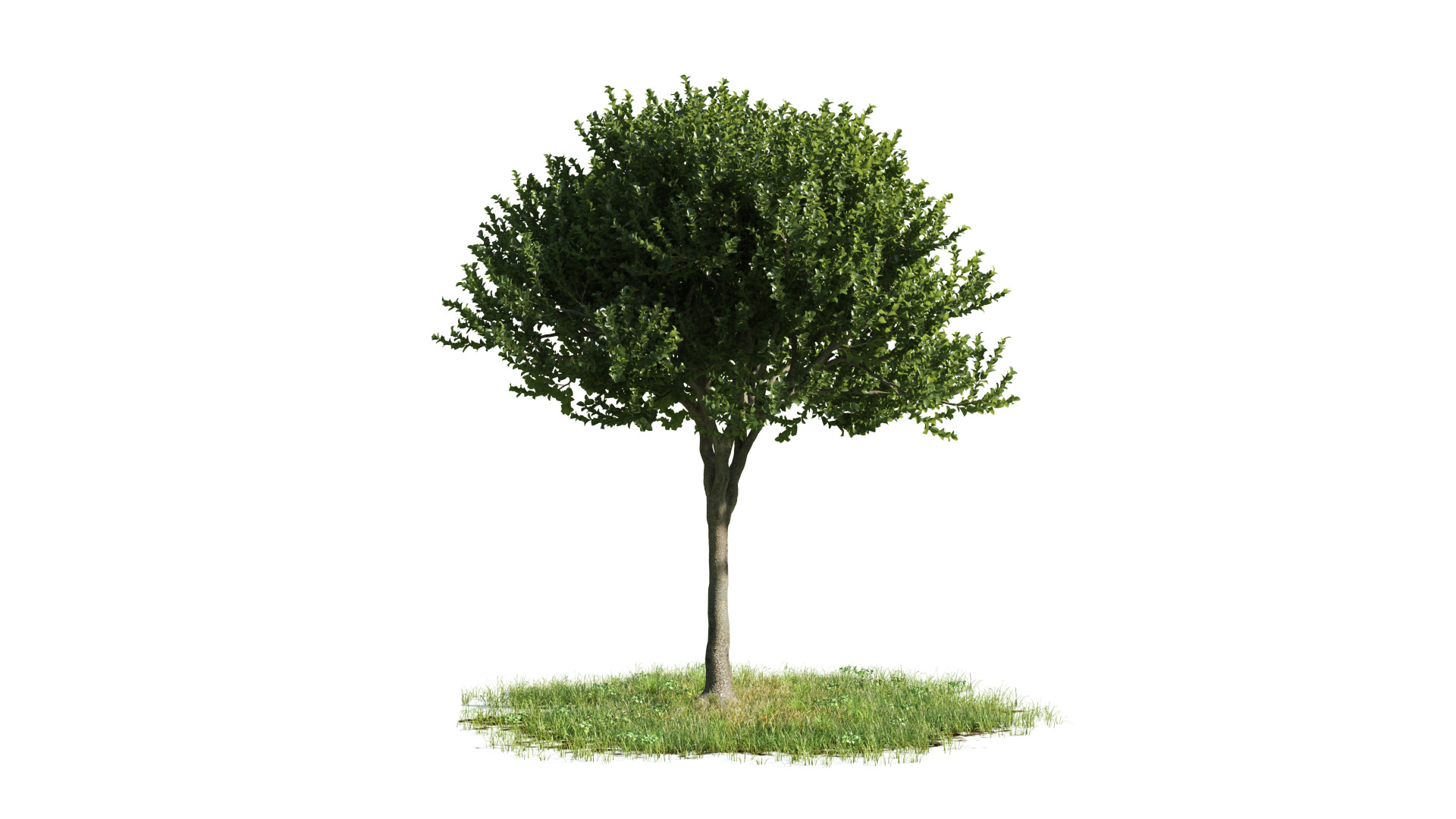 Tree Set 3D Model Complete Collection Low-poly 3D model_1