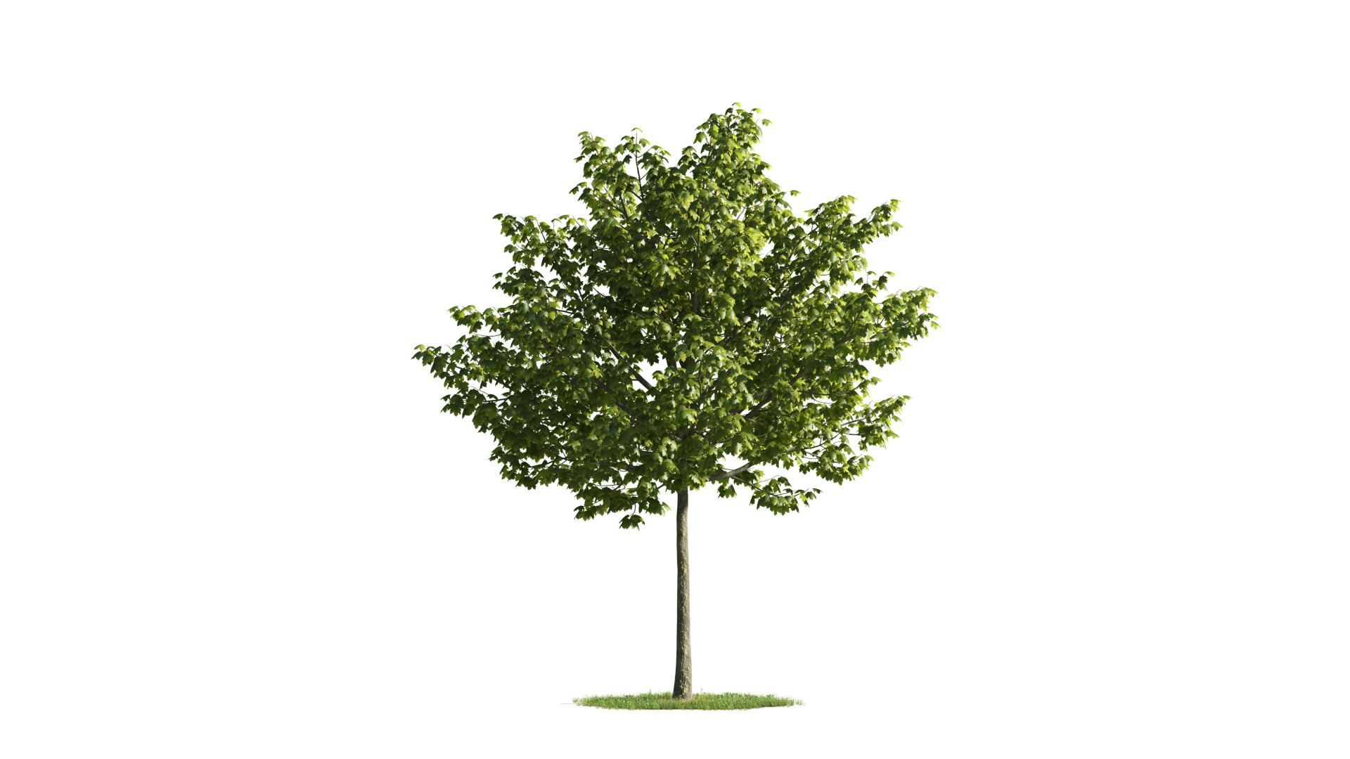 Tree Set 3D Model Complete Collection Low-poly 3D model_19