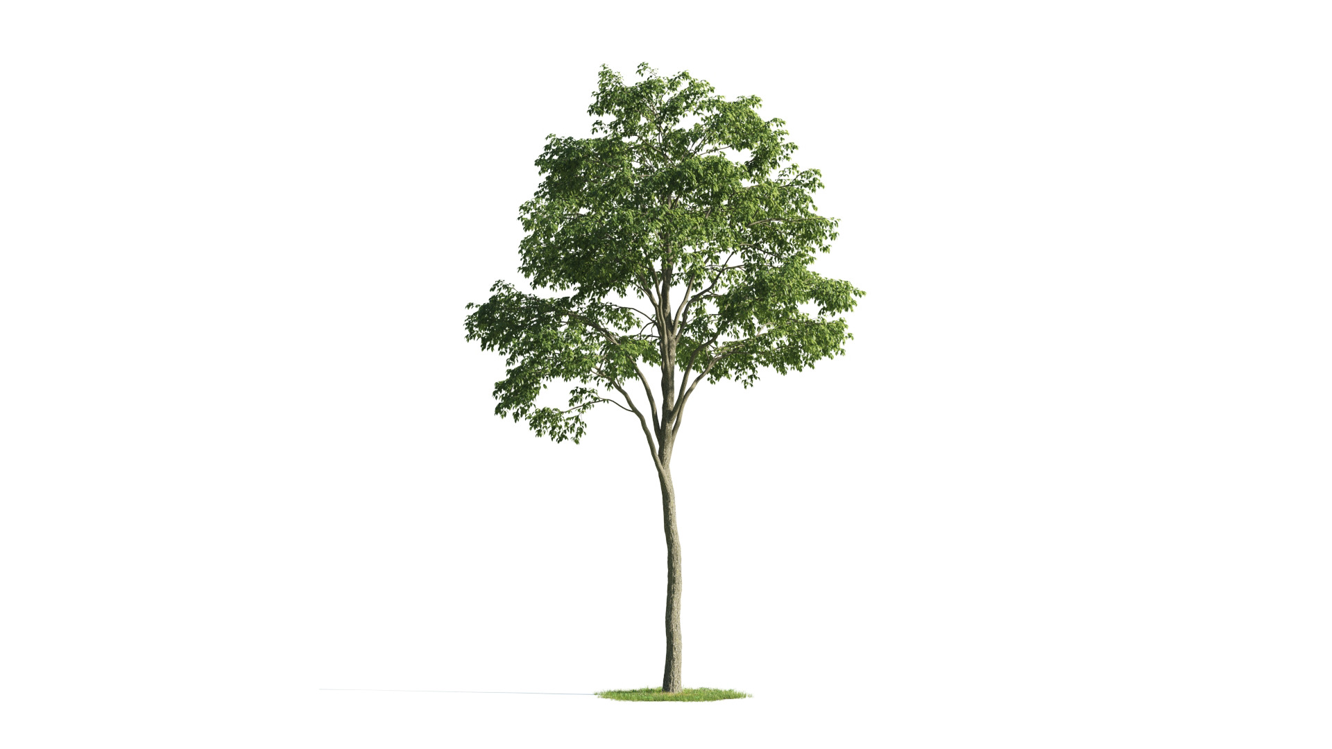 Tree Set 3D Model Complete Collection Low-poly 3D model_44