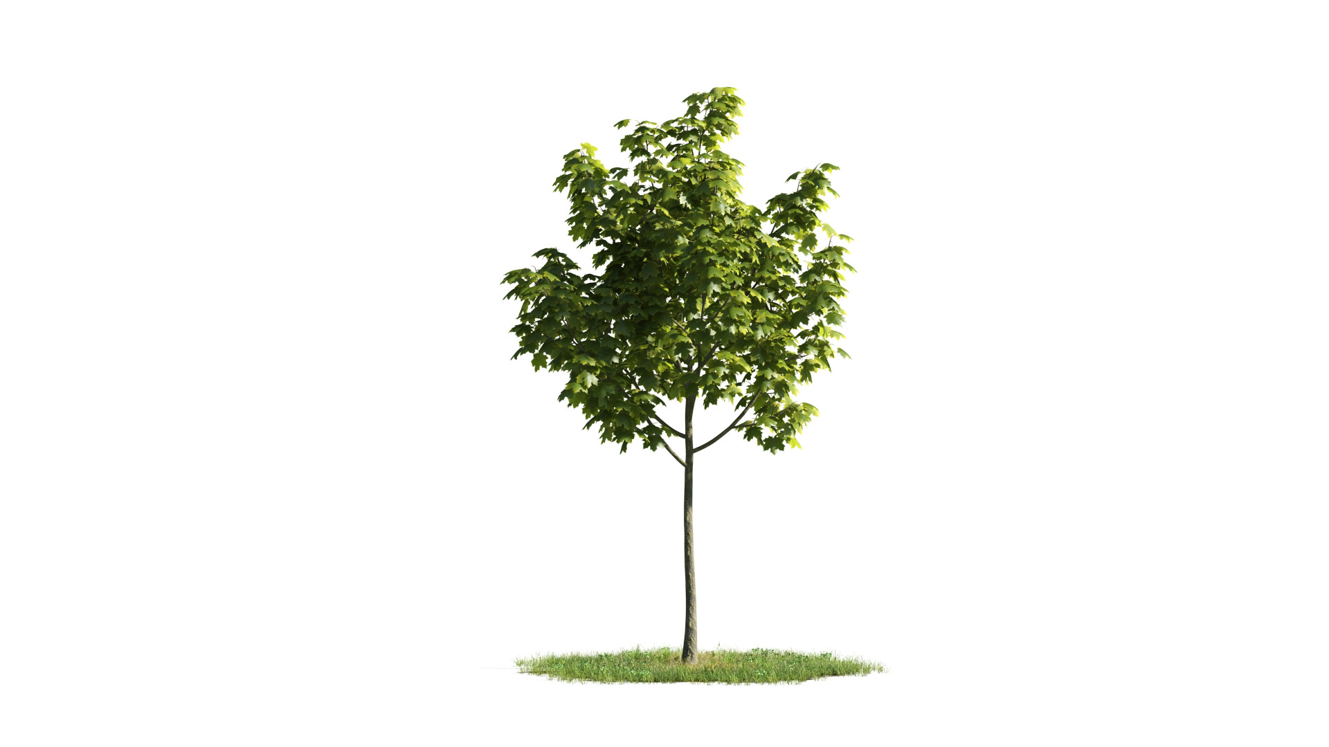 Tree Set 3D Model Complete Collection Low-poly 3D model_18