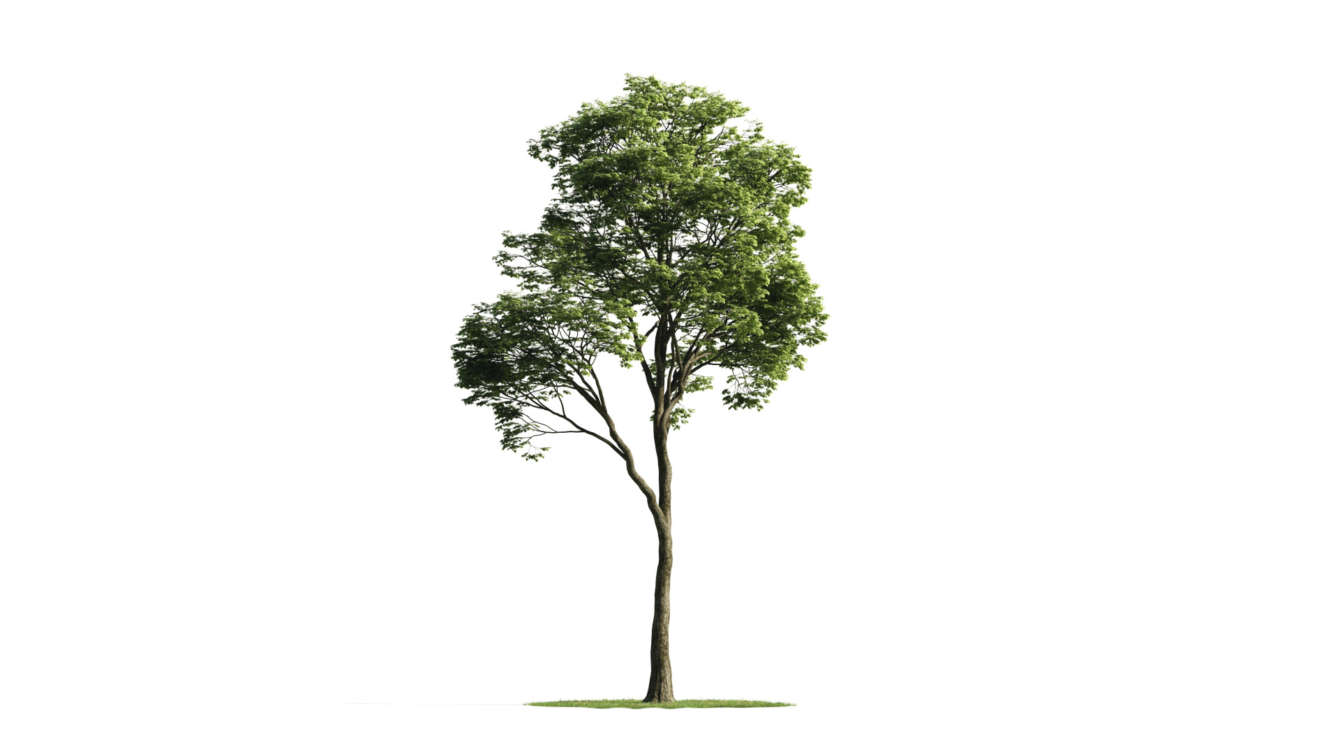 Tree Set 3D Model Complete Collection Low-poly 3D model_41