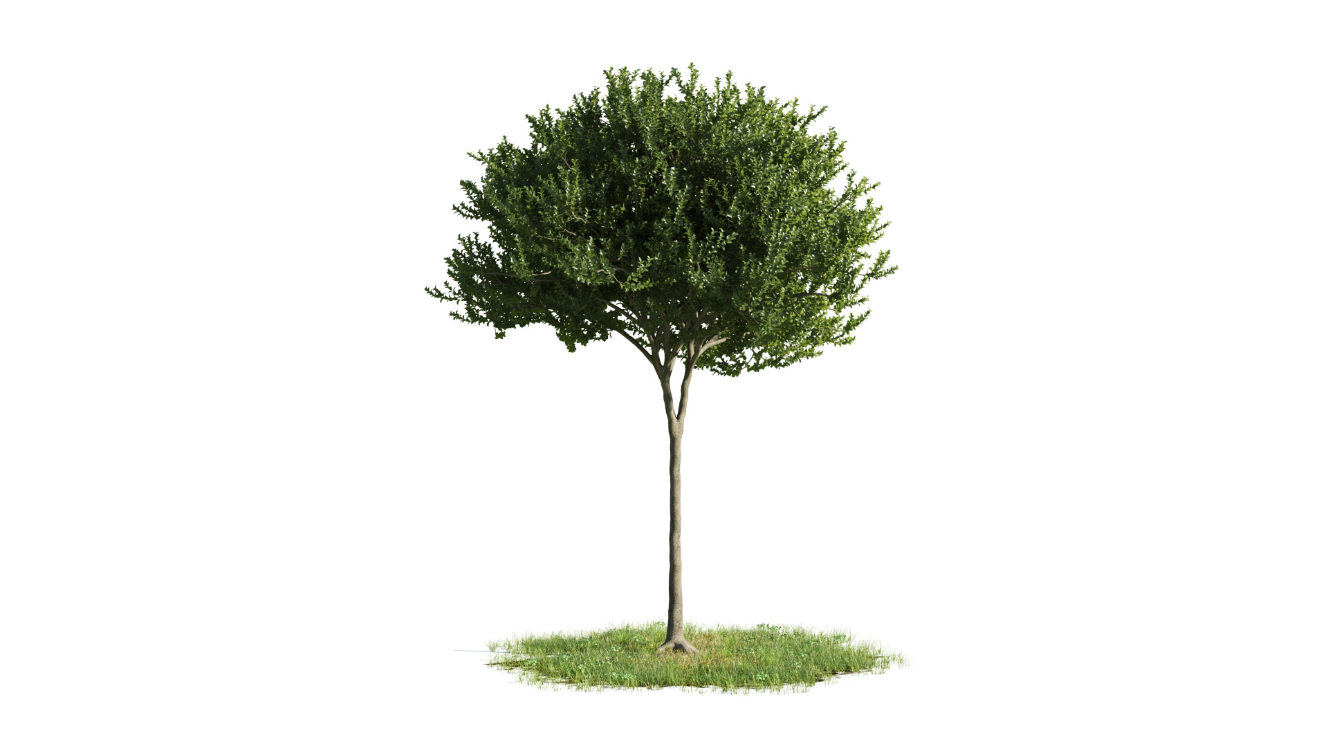 Tree Set 3D Model Complete Collection Low-poly 3D model_47