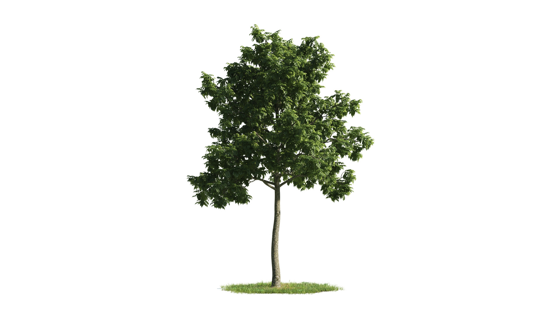 Tree Set 3D Model Complete Collection Low-poly 3D model_38