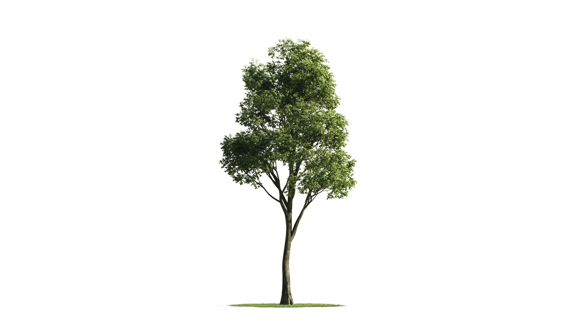 Tree Set 3D Model Complete Collection Low-poly 3D model_40