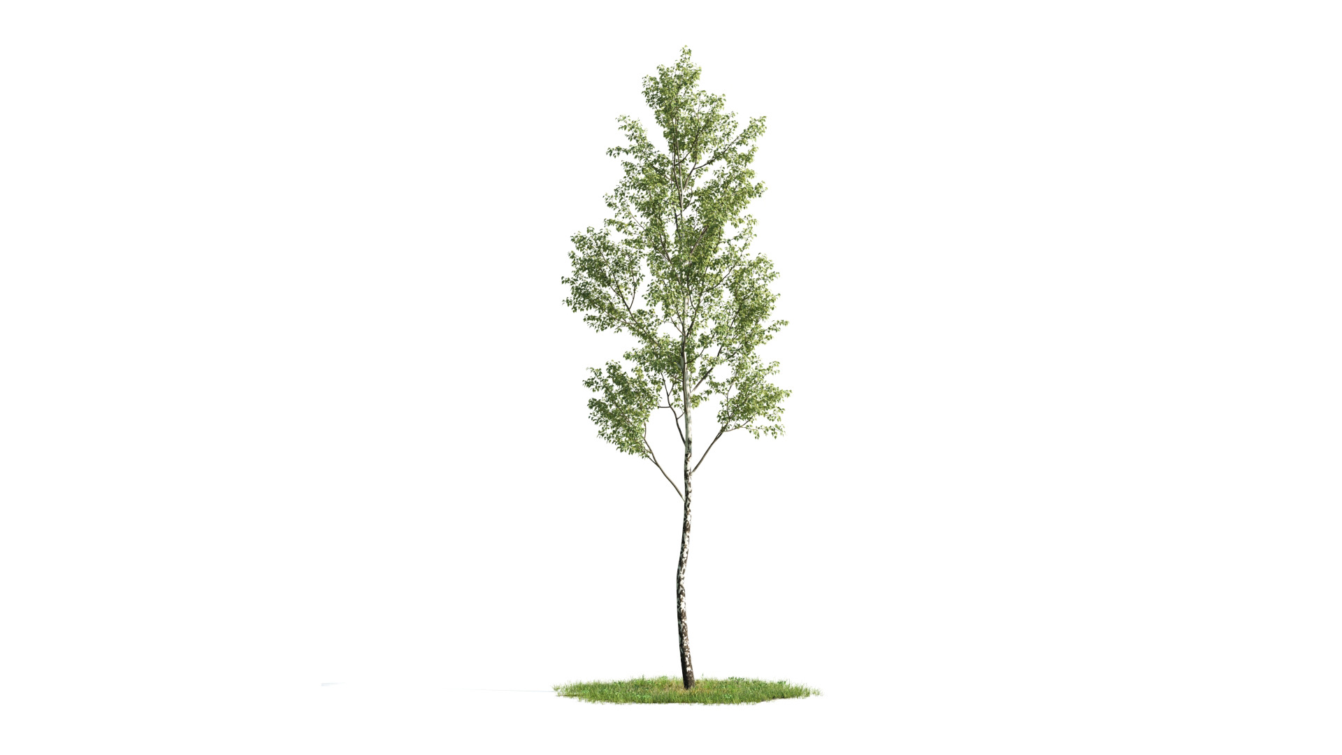 Tree Set 3D Model Complete Collection Low-poly 3D model_32