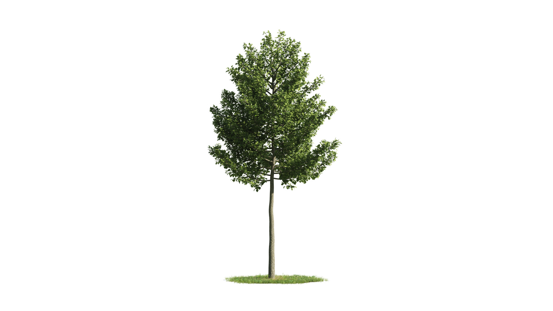 Tree Set 3D Model Complete Collection Low-poly 3D model_37