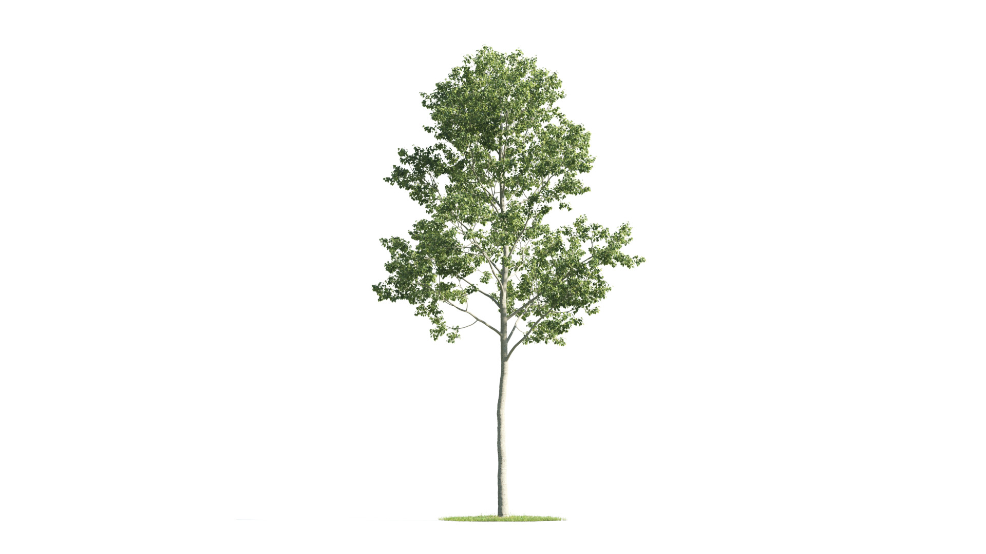 Tree Set 3D Model Complete Collection Low-poly 3D model_6