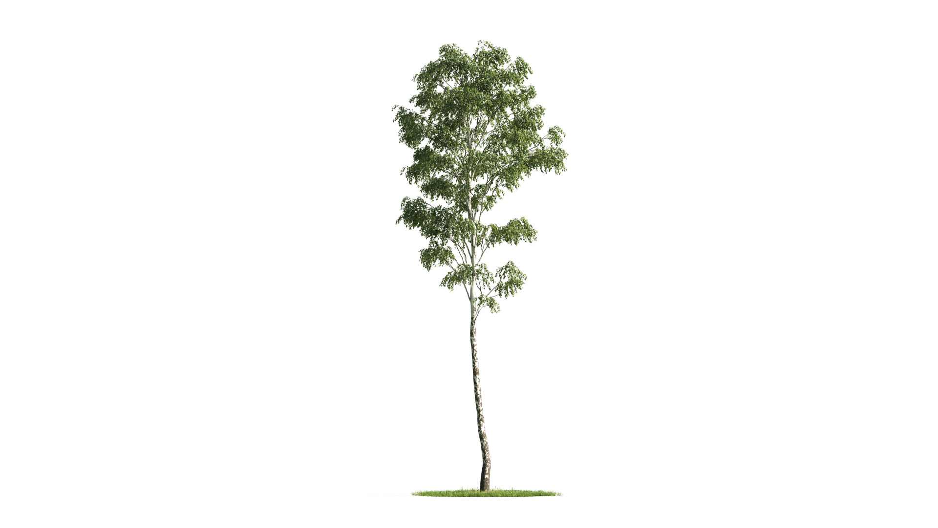 Tree Set 3D Model Complete Collection Low-poly 3D model_36
