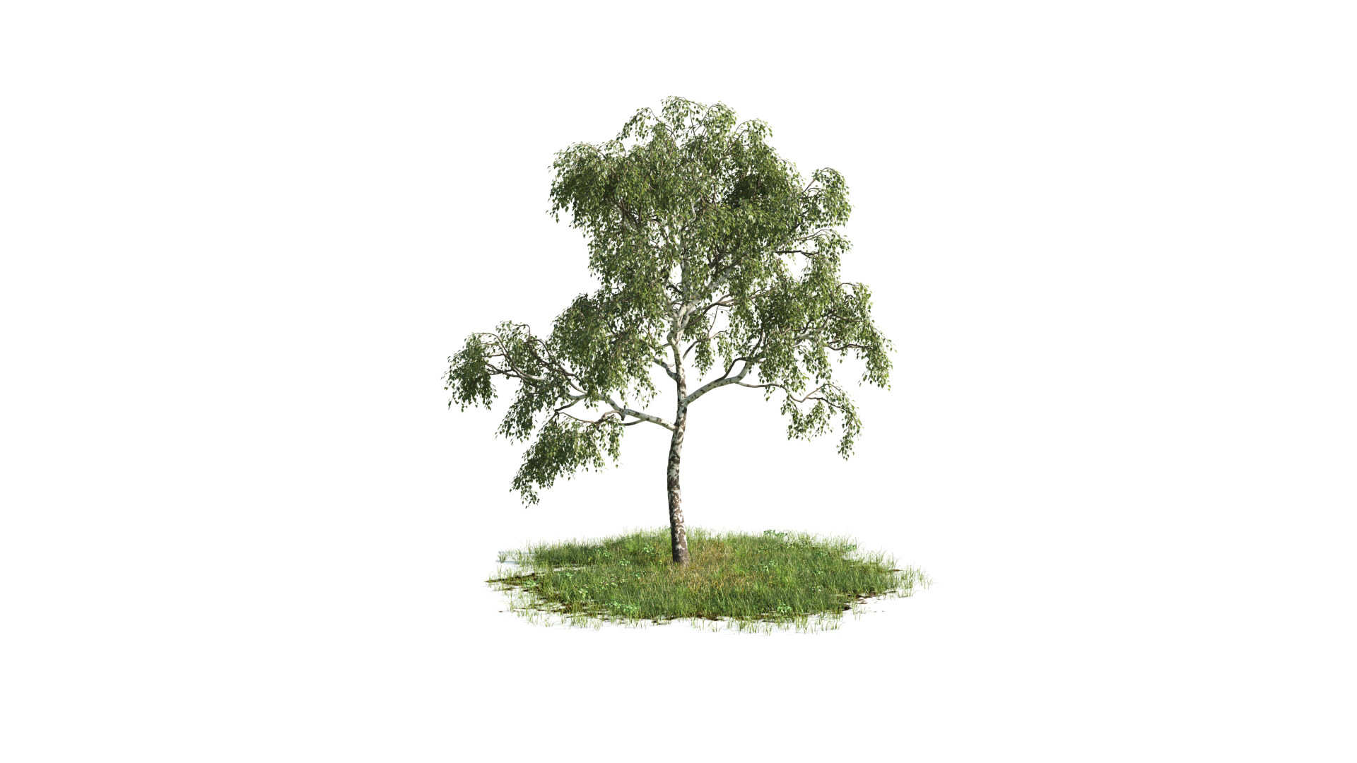 Tree Set 3D Model Complete Collection Low-poly 3D model_27
