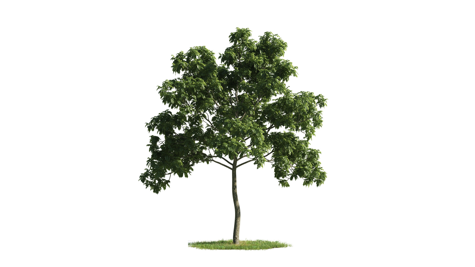 Tree Set 3D Model Complete Collection Low-poly 3D model_39