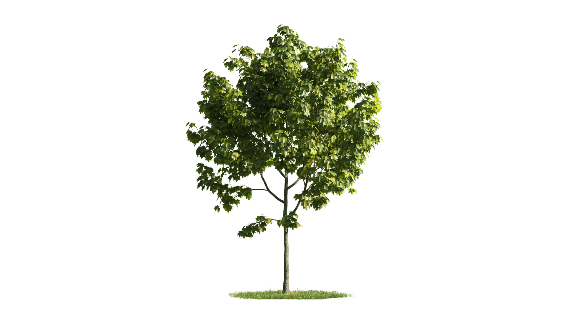 Tree Set 3D Model Complete Collection Low-poly 3D model_21