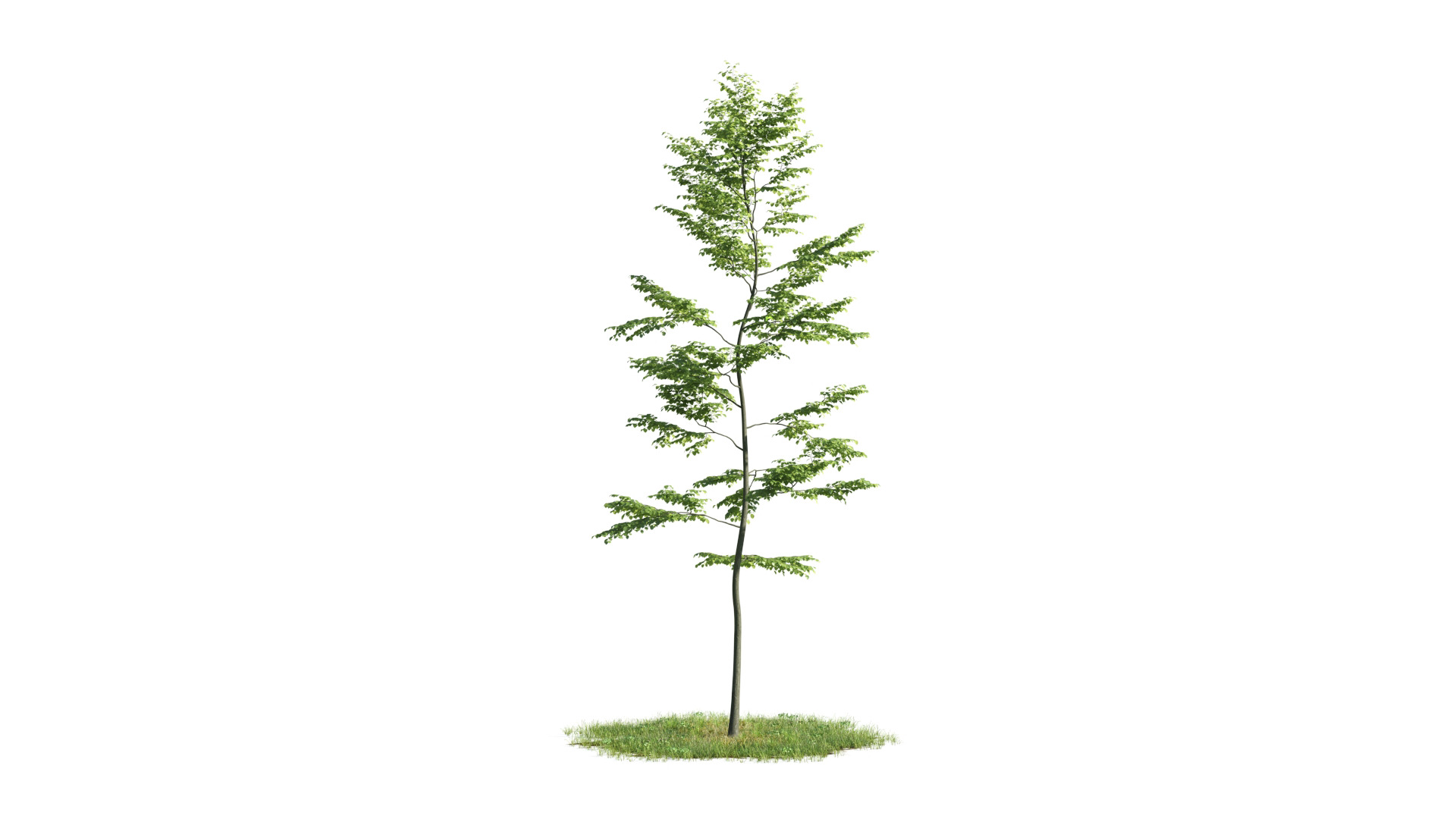 Tree Set 3D Model Complete Collection Low-poly 3D model_24