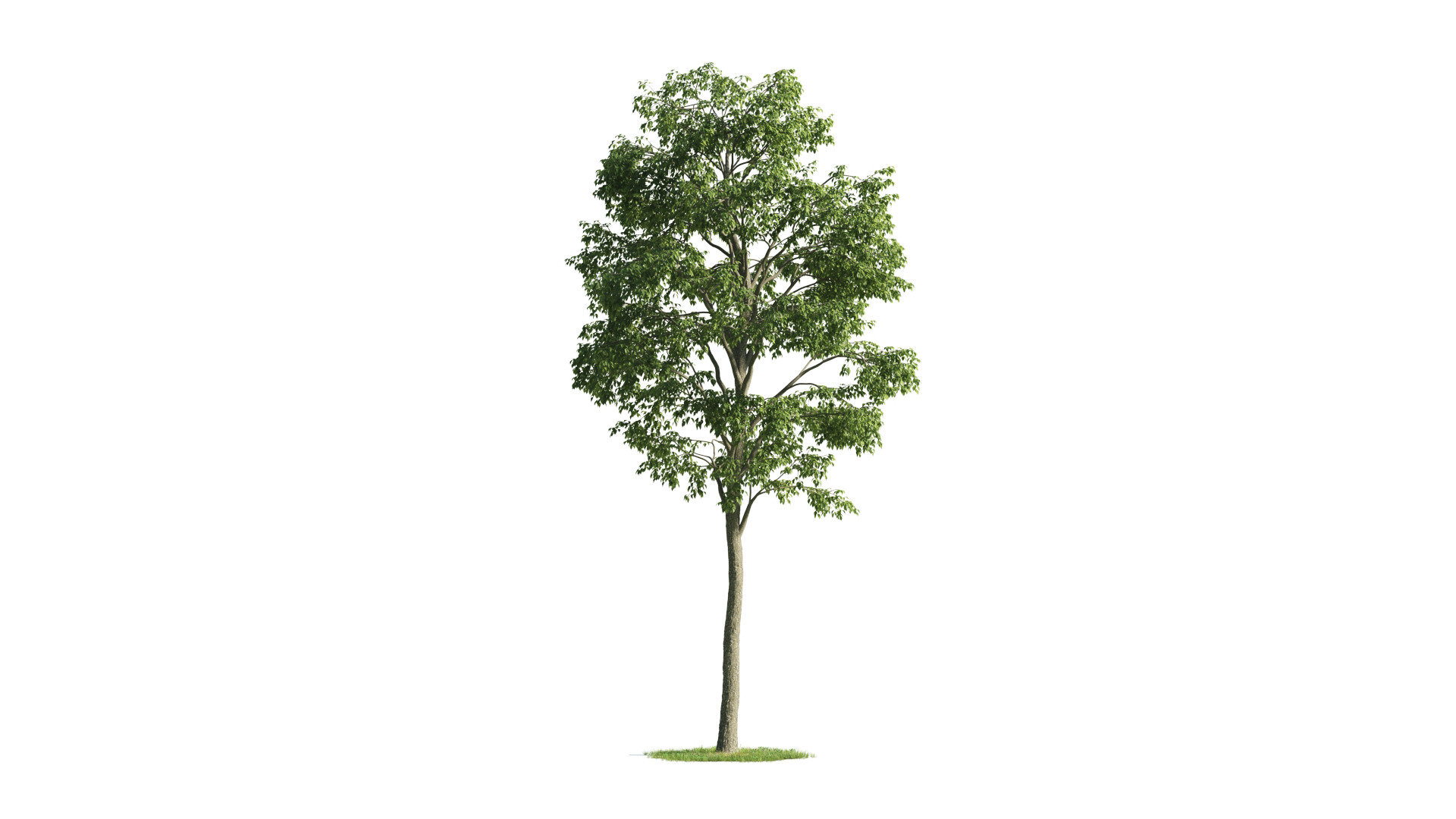 Tree Set 3D Model Complete Collection Low-poly 3D model_43