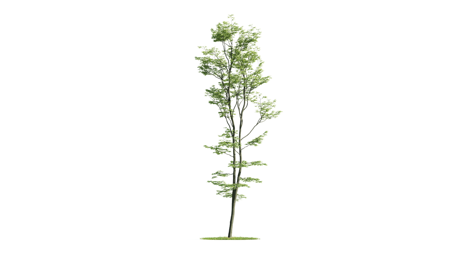 Tree Set 3D Model Complete Collection Low-poly 3D model_50