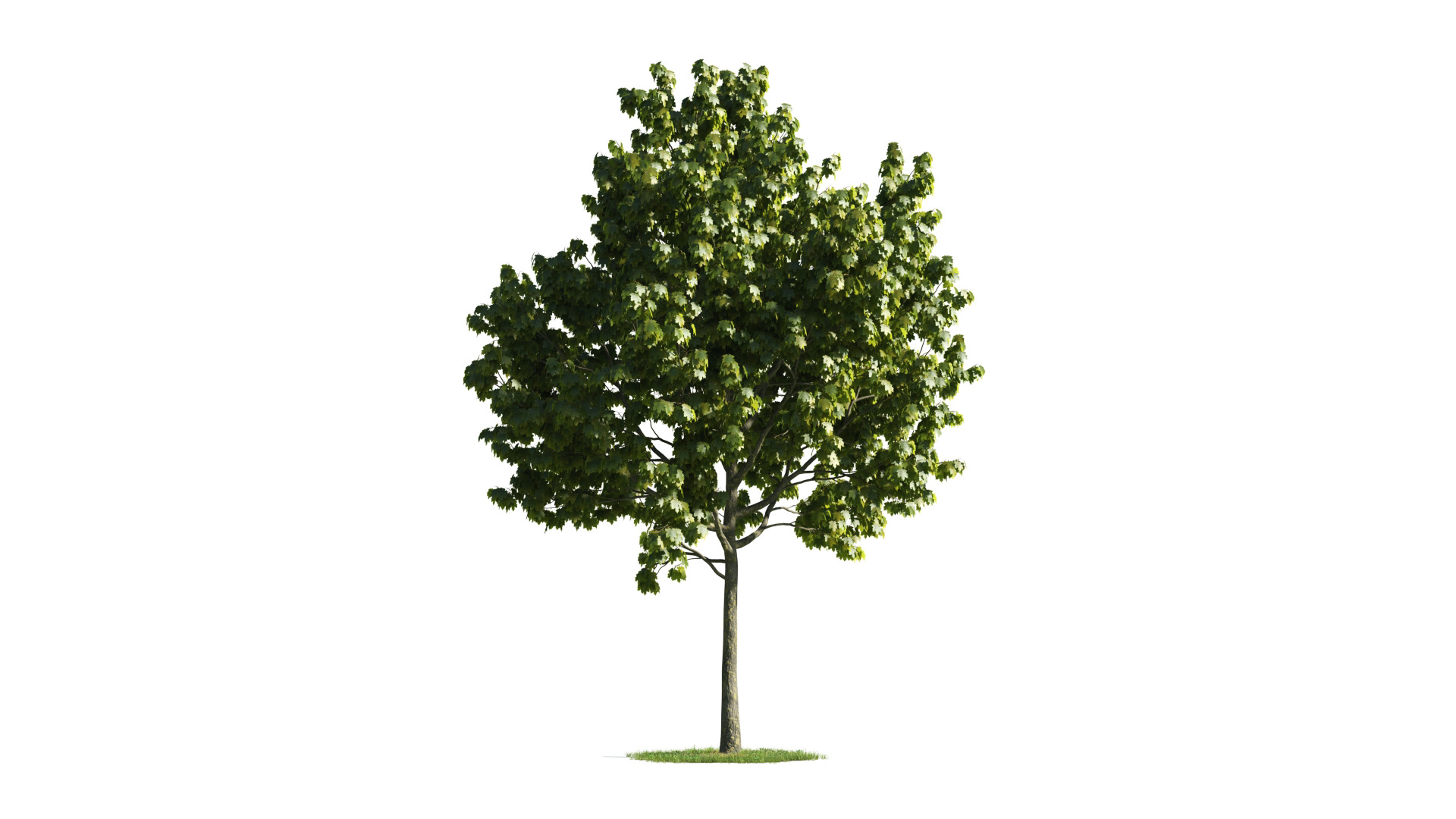 Tree Set 3D Model Complete Collection Low-poly 3D model_17