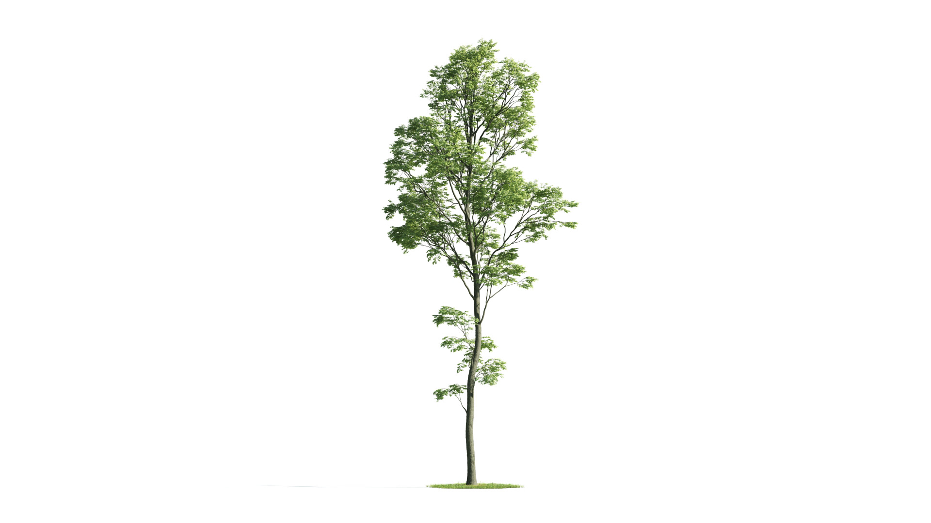 Tree Set 3D Model Complete Collection Low-poly 3D model_3