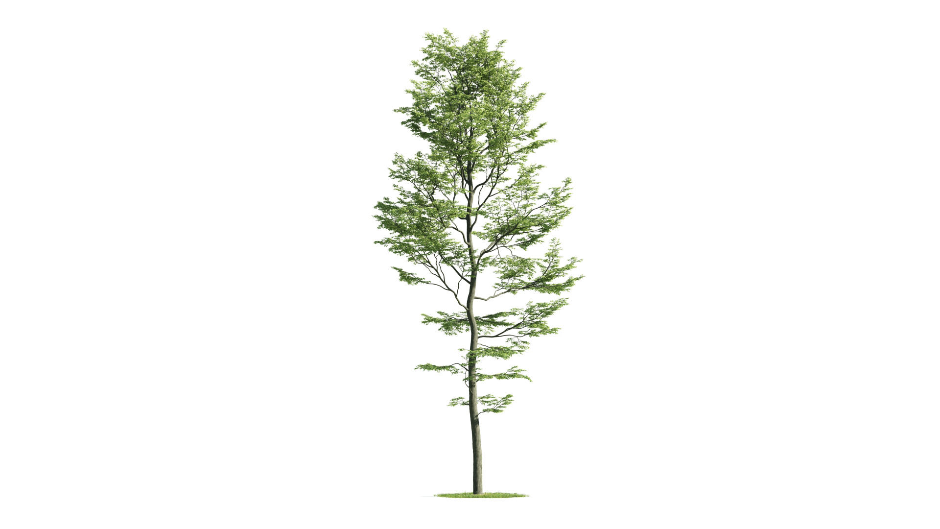 Tree Set 3D Model Complete Collection Low-poly 3D model_52