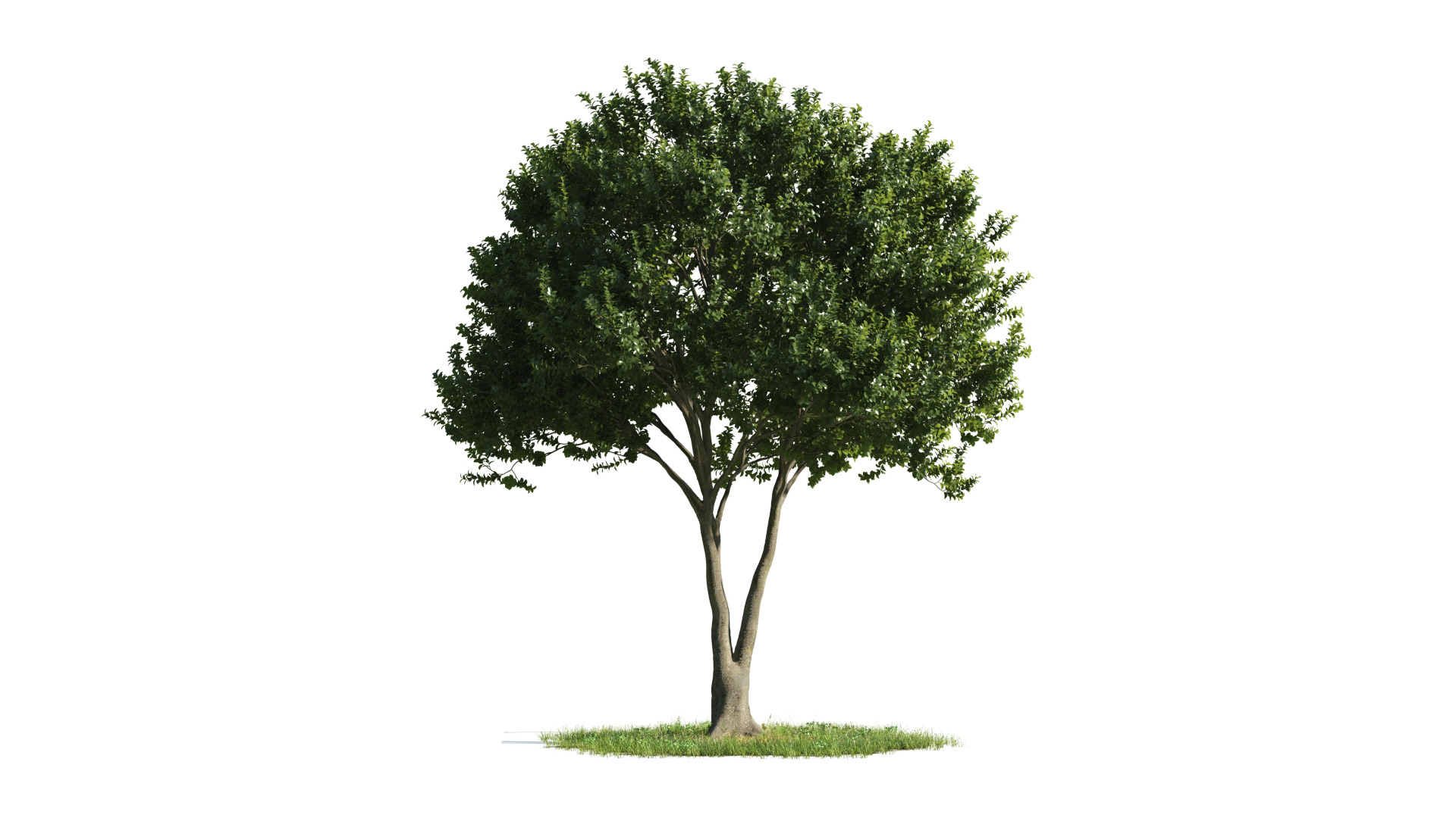 Tree Set 3D Model Complete Collection Low-poly 3D model_45